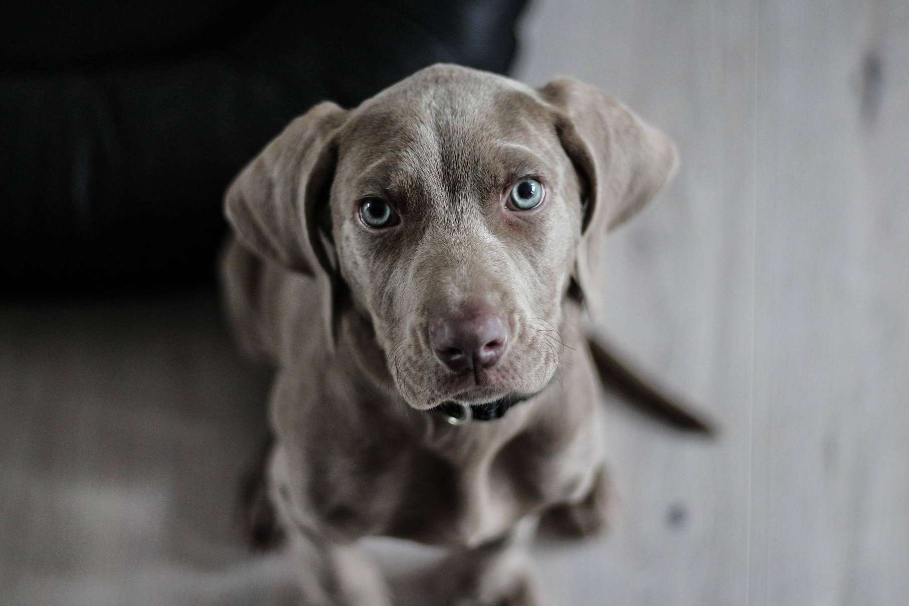 Emprender un negocio propio con 'Bécate' de El Perro Feliz, el cual ofrece 6 becas de 7.500 €
