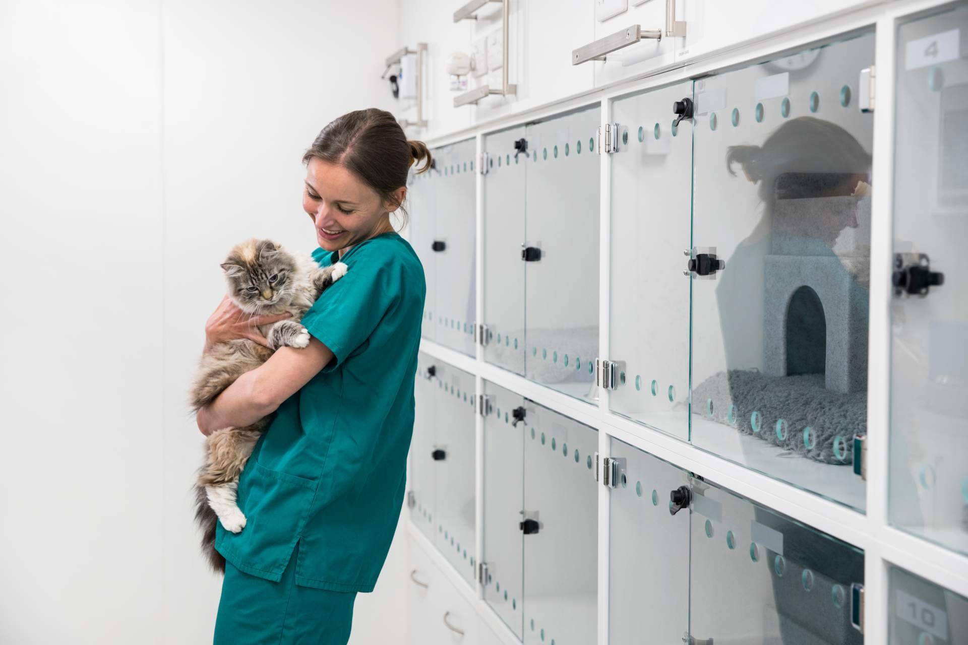 El tiempo que dura un curso de auxiliar de veterinaria