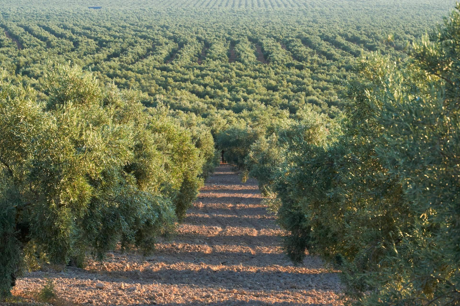 ¿Cómo es el consumo de aceite de oliva virgen extra en Alemania?