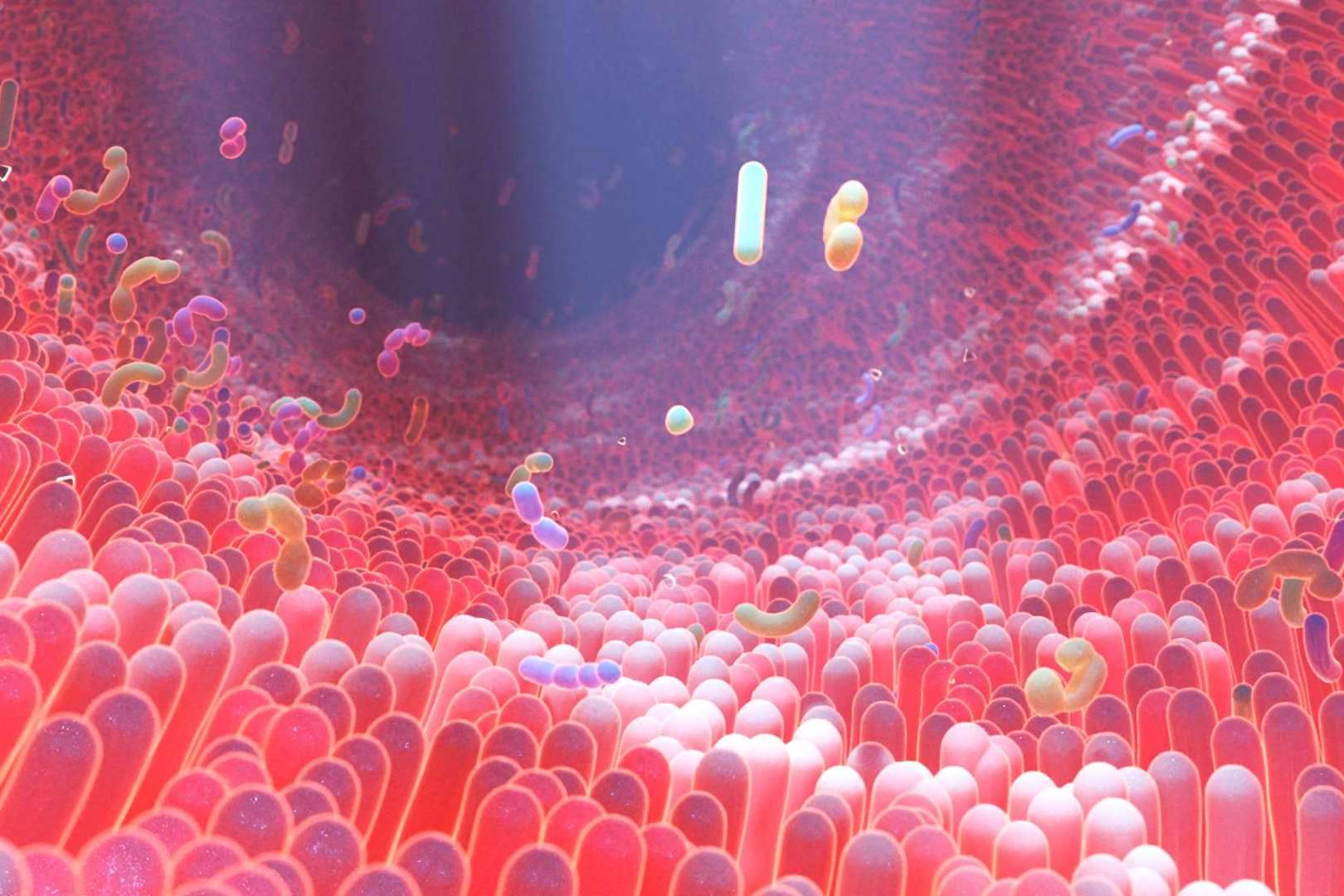 ¿Cómo mantener una microbiota intestinal saludable? Los probióticos naturales de Bibefy