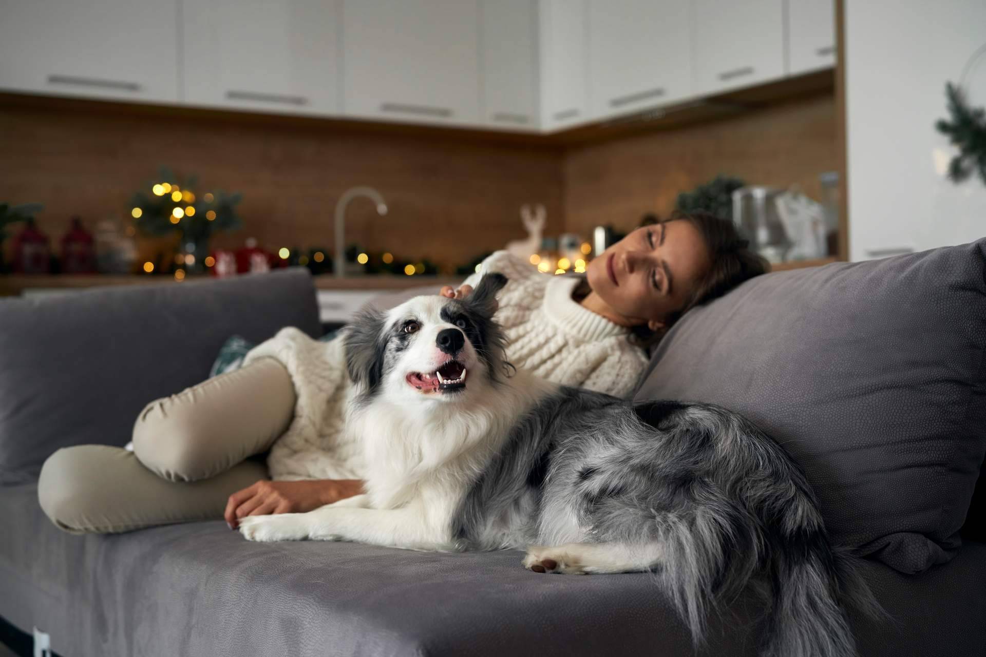 La importancia de adoptar animales, según CaniAusa