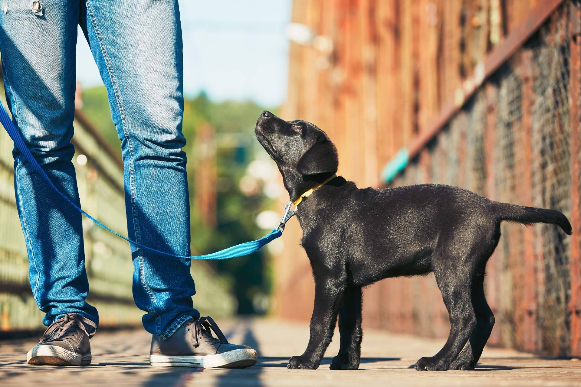 EducDog presenta su programa de educación temprana de cachorros