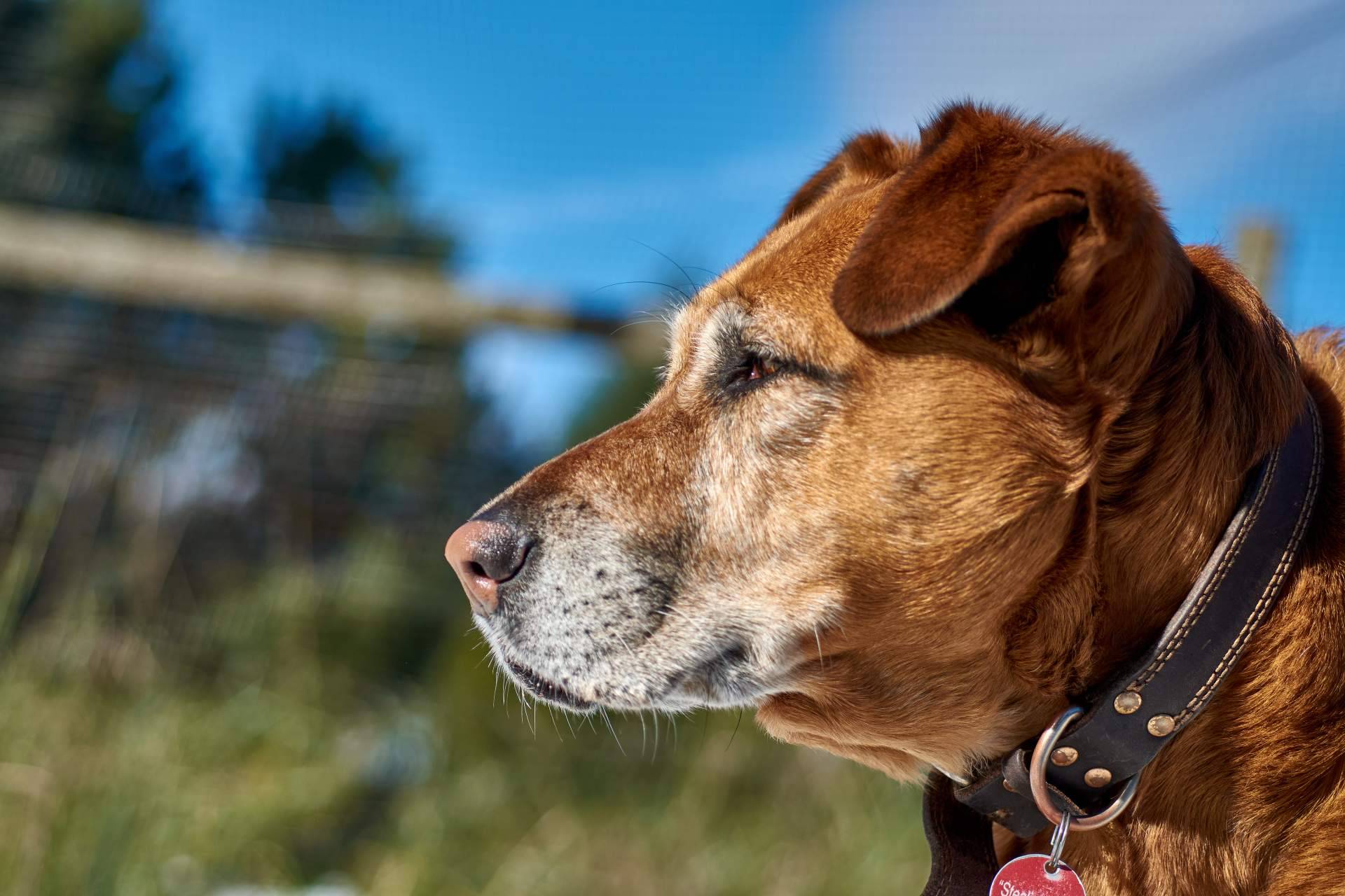 Adopción responsable de perros en Valencia