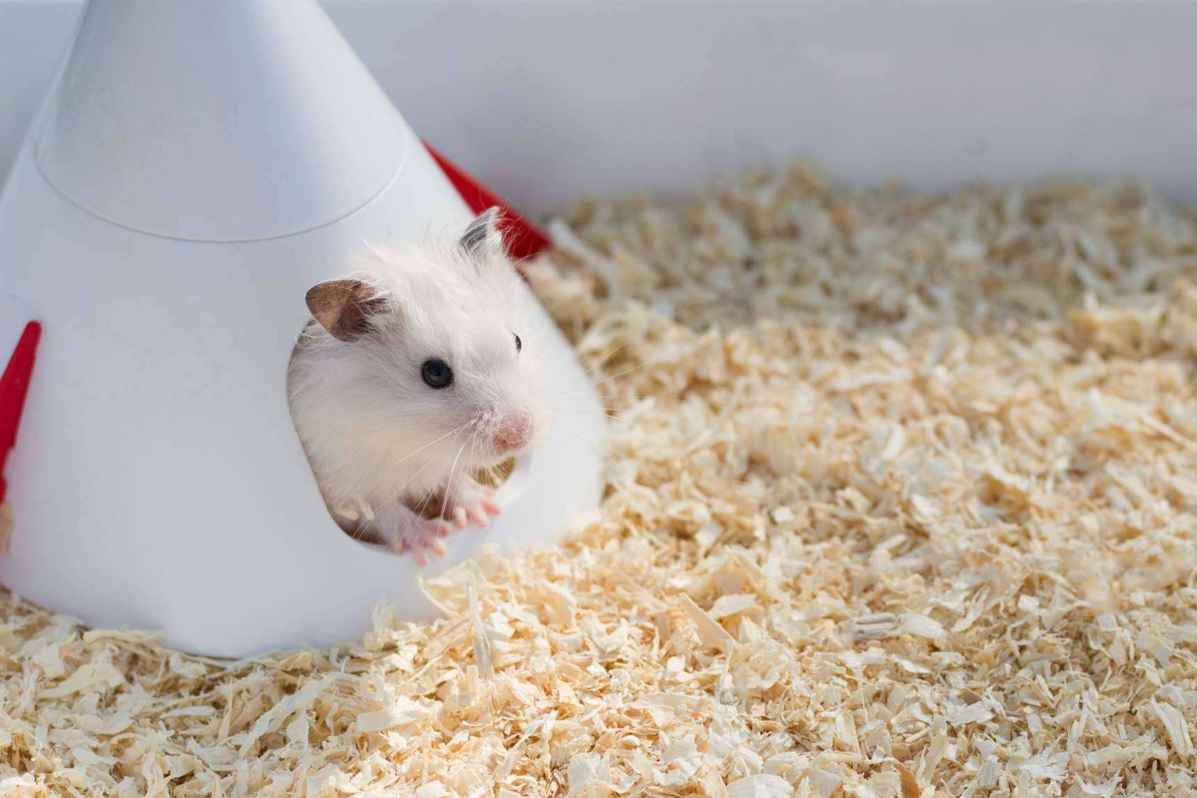 ¿Qué se necesita para la higiene en roedores?, con LovePets
