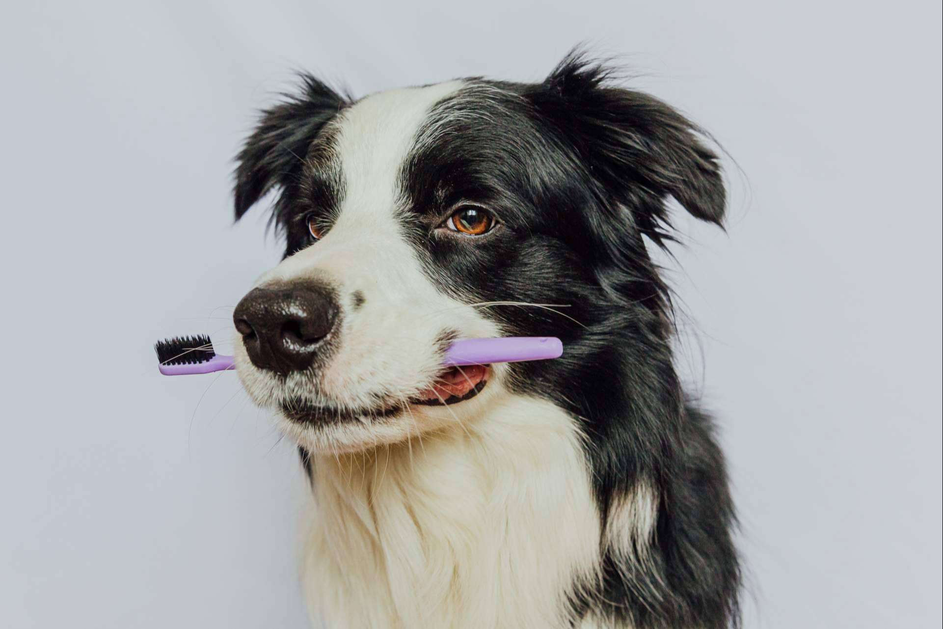 LovePets destaca los beneficios de los masticables para la salud dental de los perros