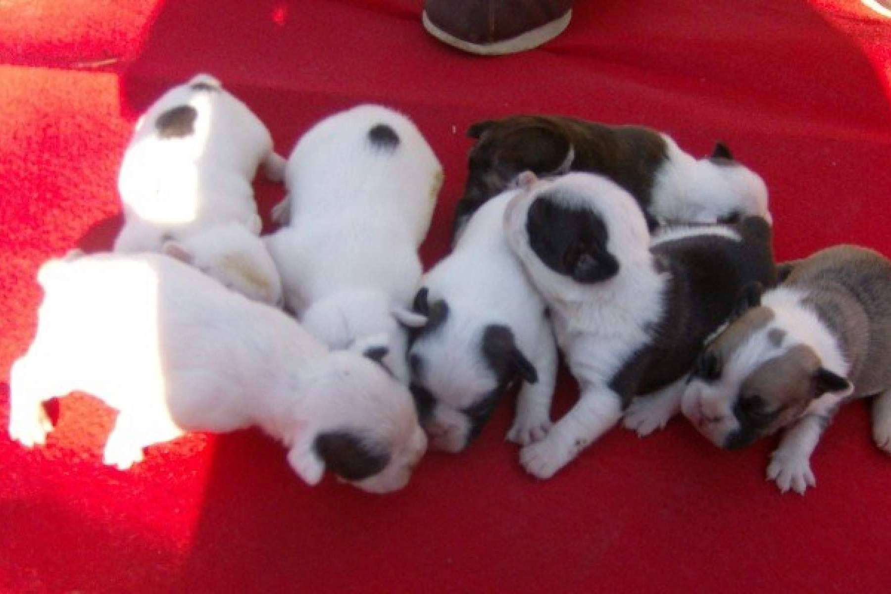 El Mundo del Cachorro, el criadero cachorros que ofrece la compra legal y autorizada de caninos