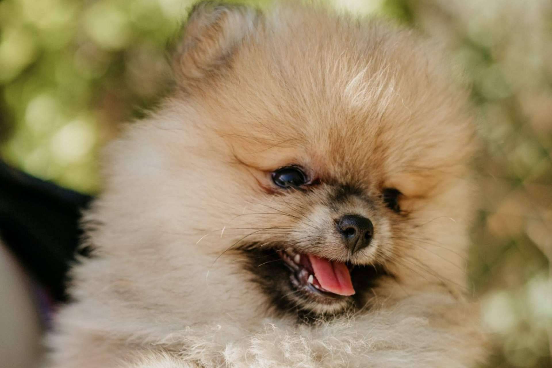 Un criadero de perros pequeños que destaca por su amor por los animales, Los Luceros de Vandalia