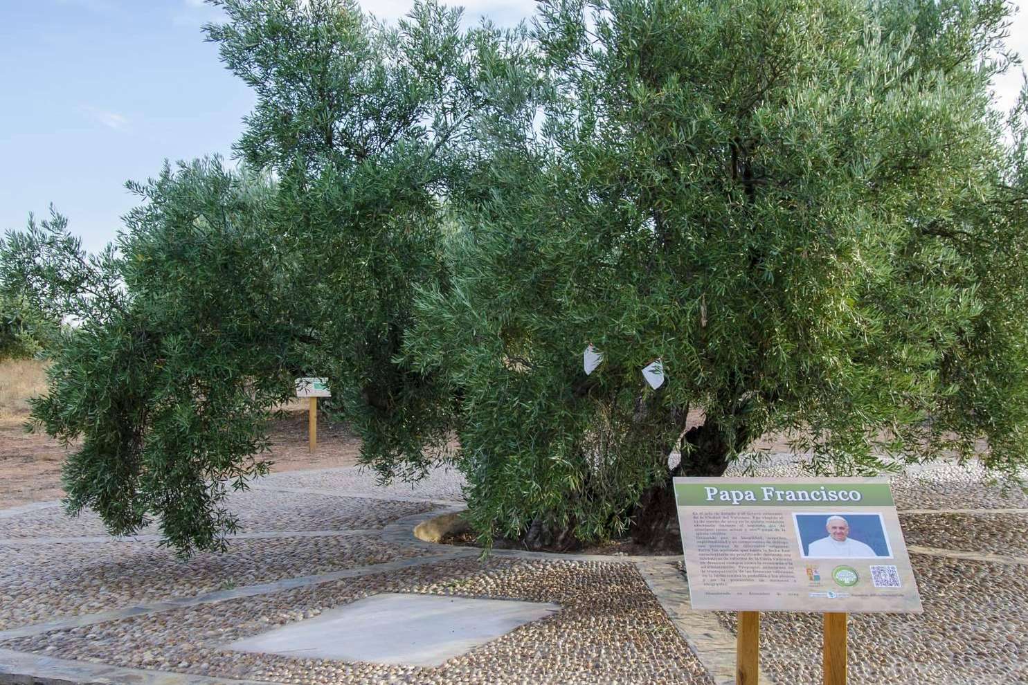 Apadrinamiento de un olivo centenario en España del Papa Francisco