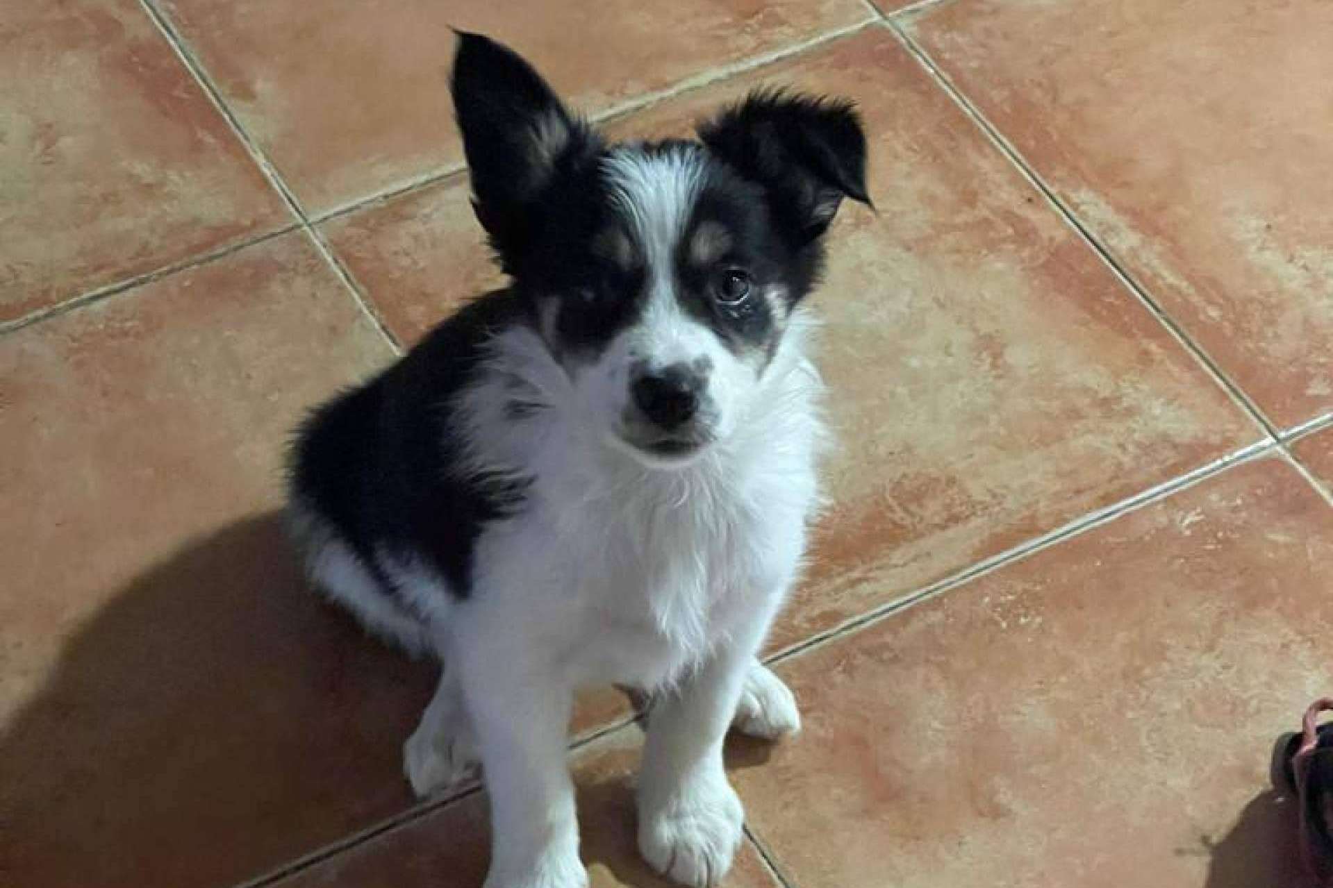 La importancia de educar a un perro desde cachorro, con Asociación Española de Perros de Apoyo
