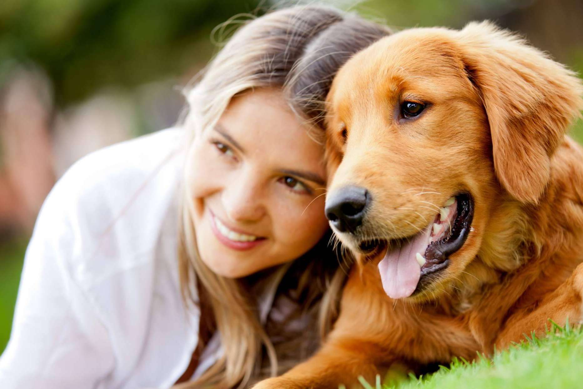 ¿En qué época del año son recogidos más animales?