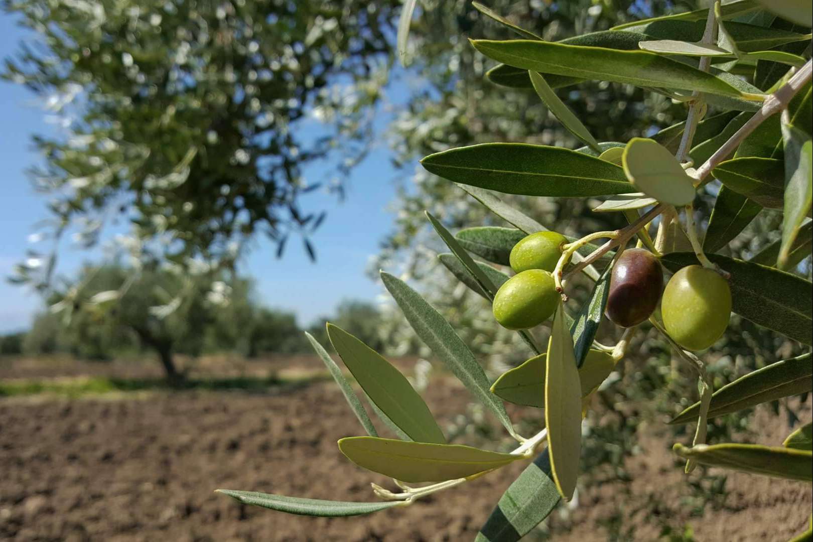 ¿Cuáles son los aceites de oliva extra virgen premiados de Spanish - Oil?