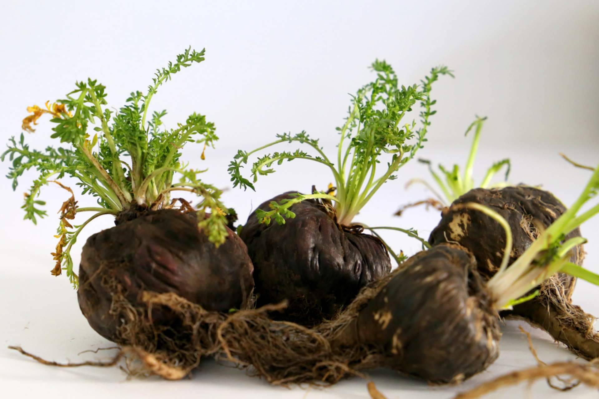 El secreto para aumentar la libido, la maca negra ecológica de Mediterranean Superfoods