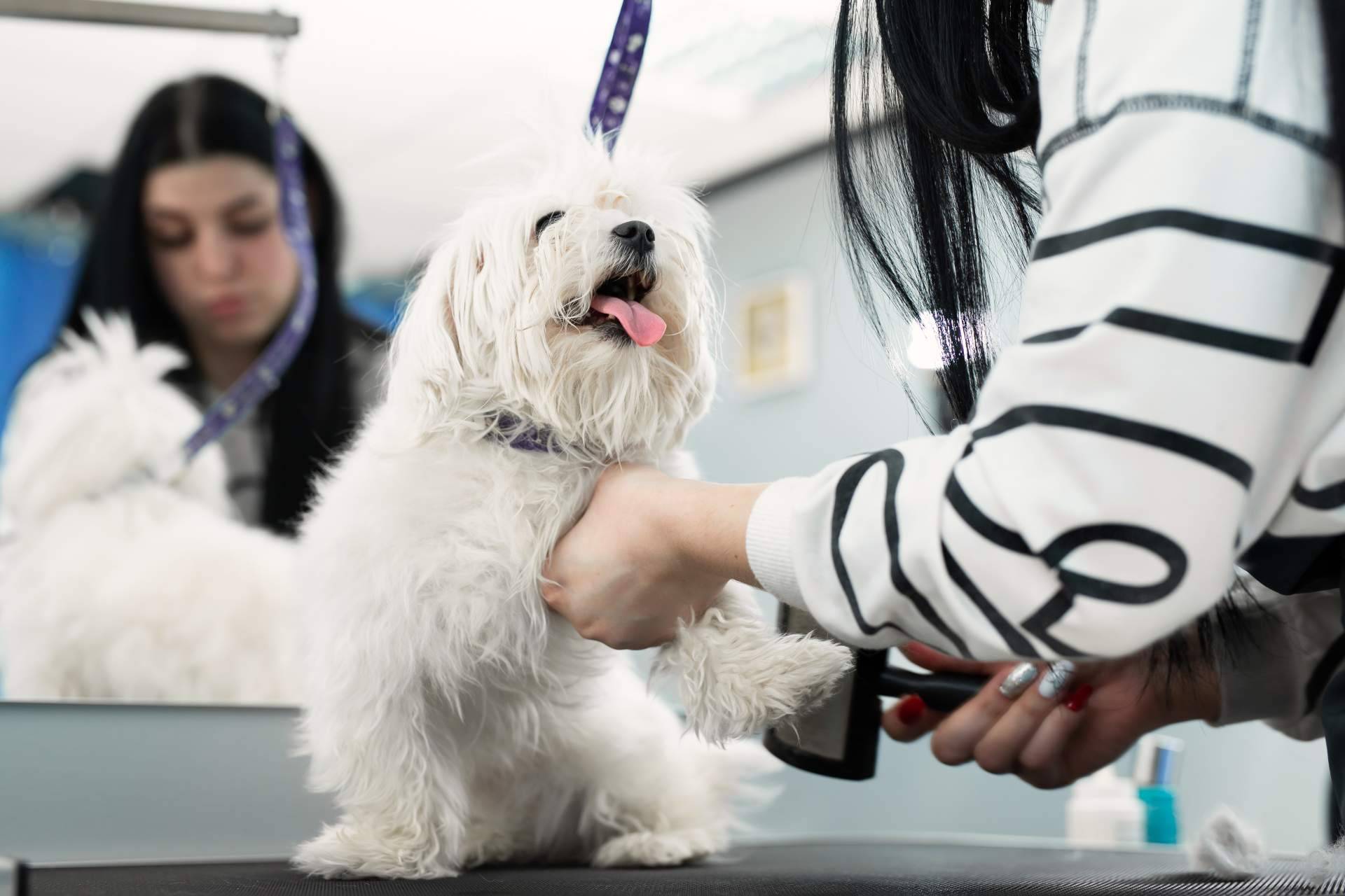 Perrukings ofrece en Madrid servicios profesionales de peluquería canina a domicilio