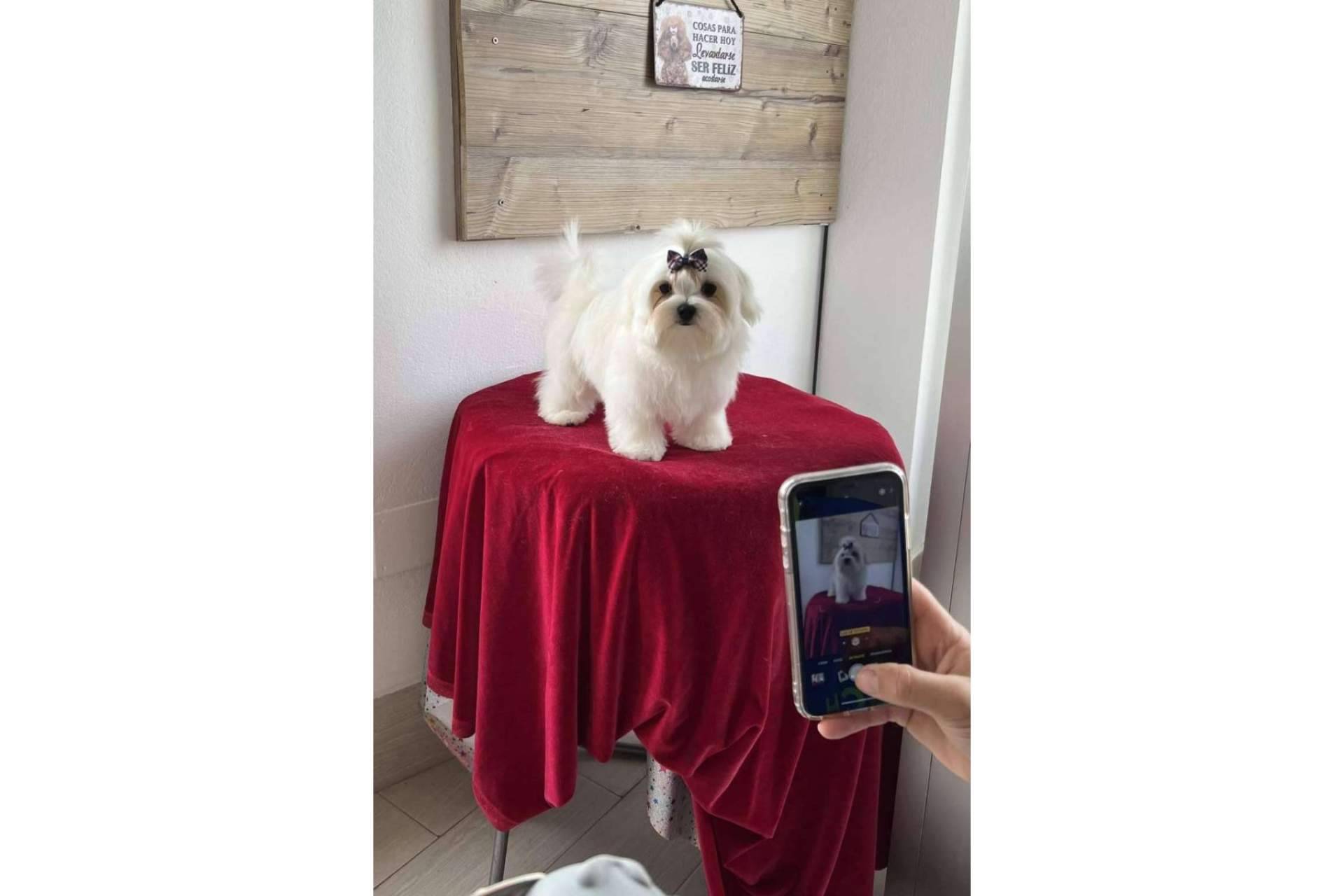 Perros caniches toy en Los Luceros de Vandalia