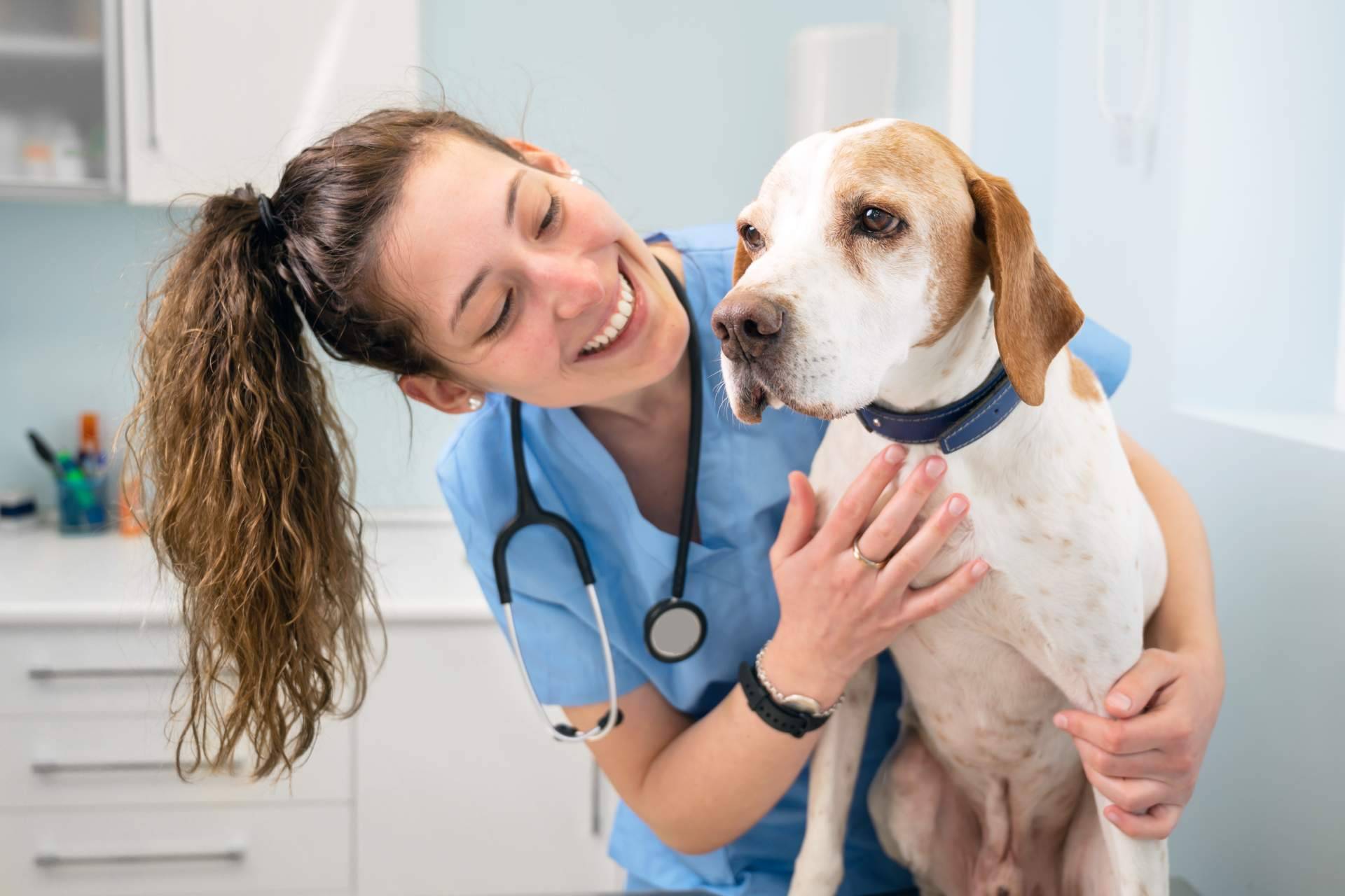 Vetformación proporciona un curso ATV especializado en el cuidado de animales hospitalizados