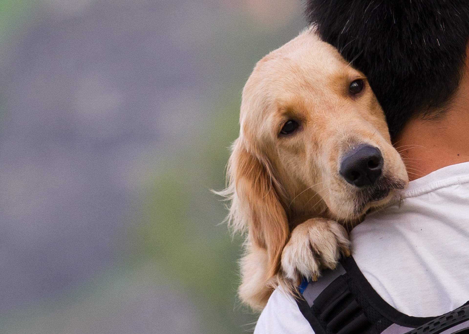 Los abogados animalistas en la elaboración de las leyes