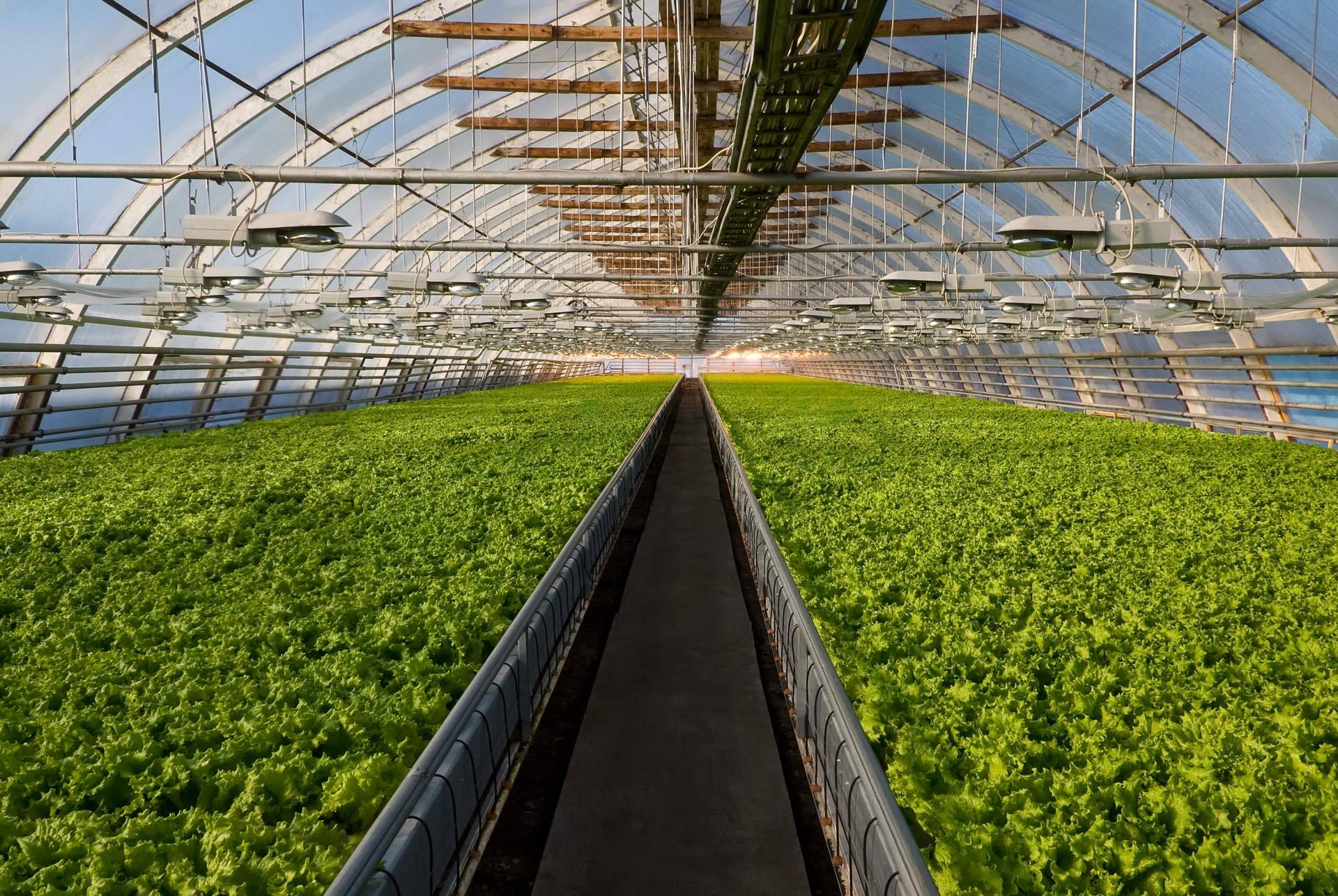 ¿Por qué es importante la agricultura intensiva?