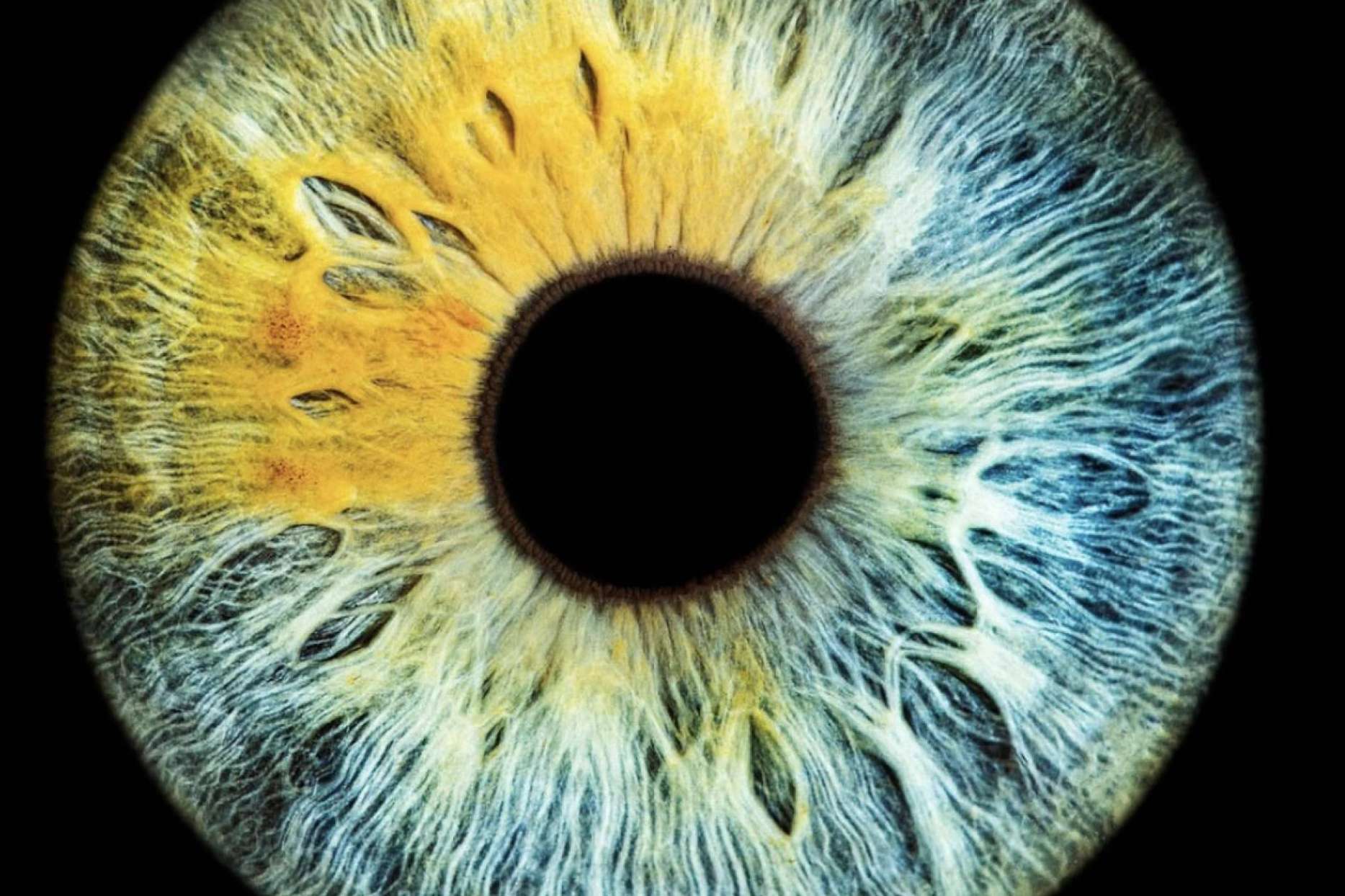 Eyecos, nueva técnica fotográfica de alta definición del iris