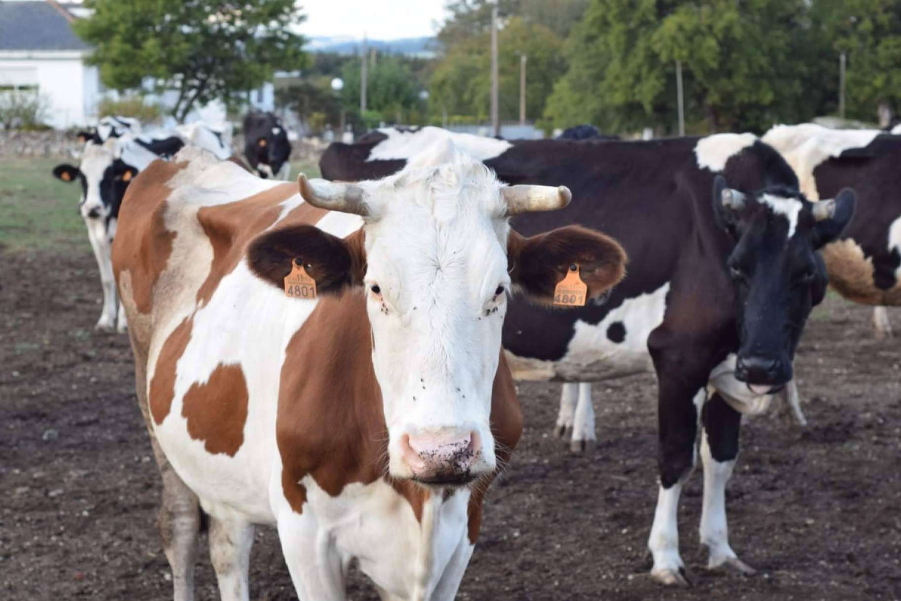 Preocupación ante la escasez de leche