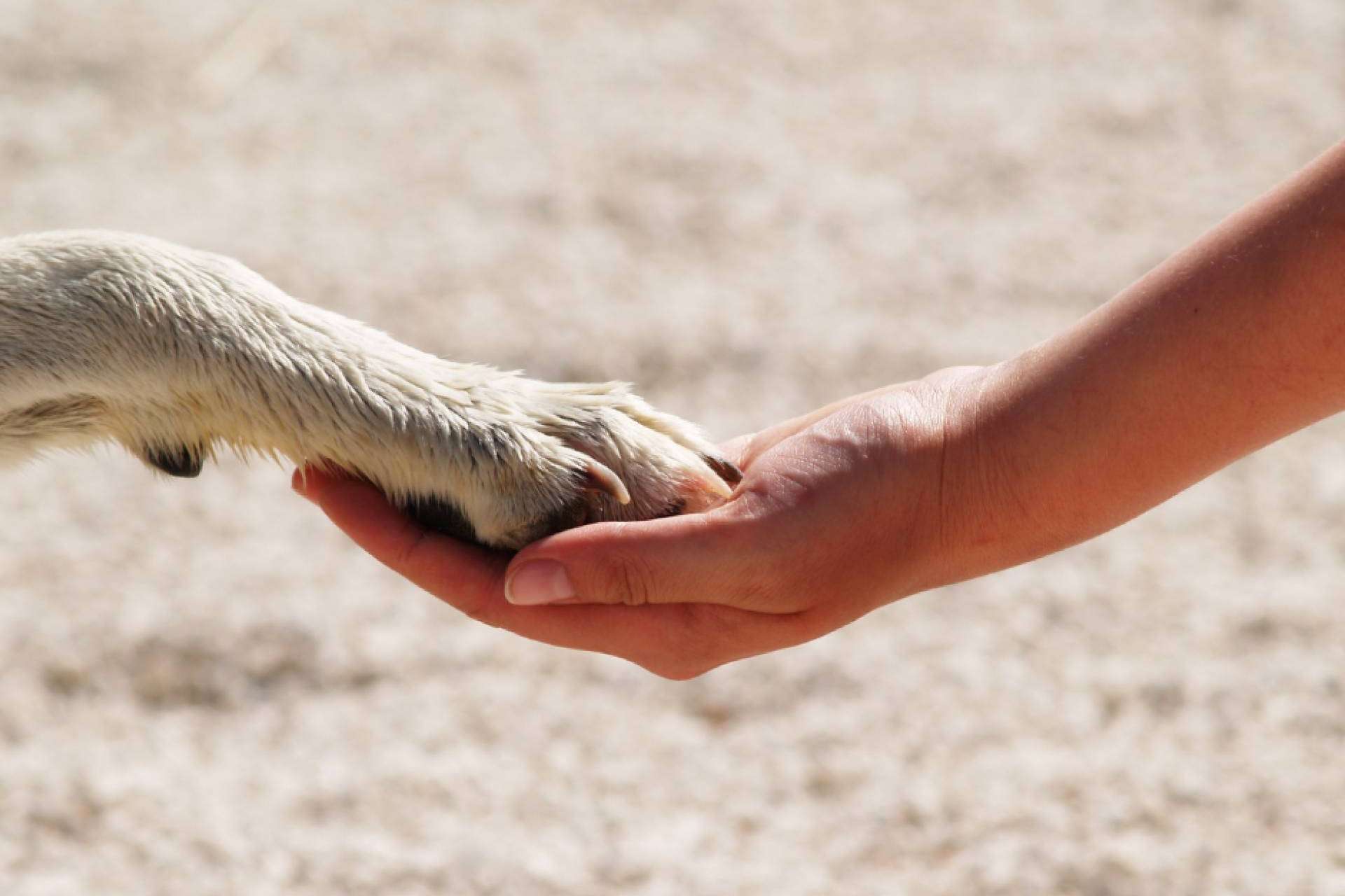 Aboganimal es una excelente oportunidad para aprender habilidades de mediación y aplicarlas en el contexto de la protección animal