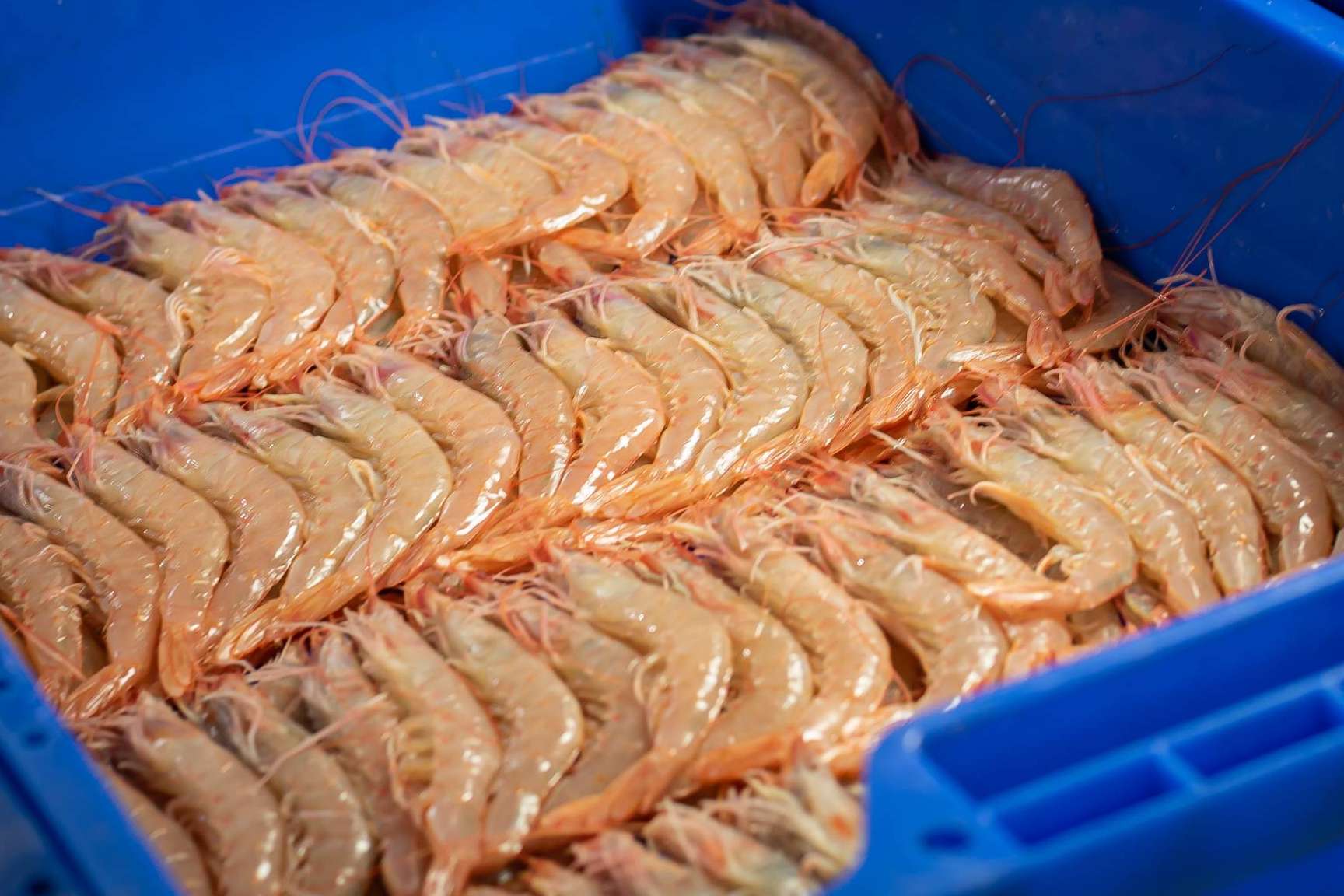 Conocer la diferencia entre gamba y langostino