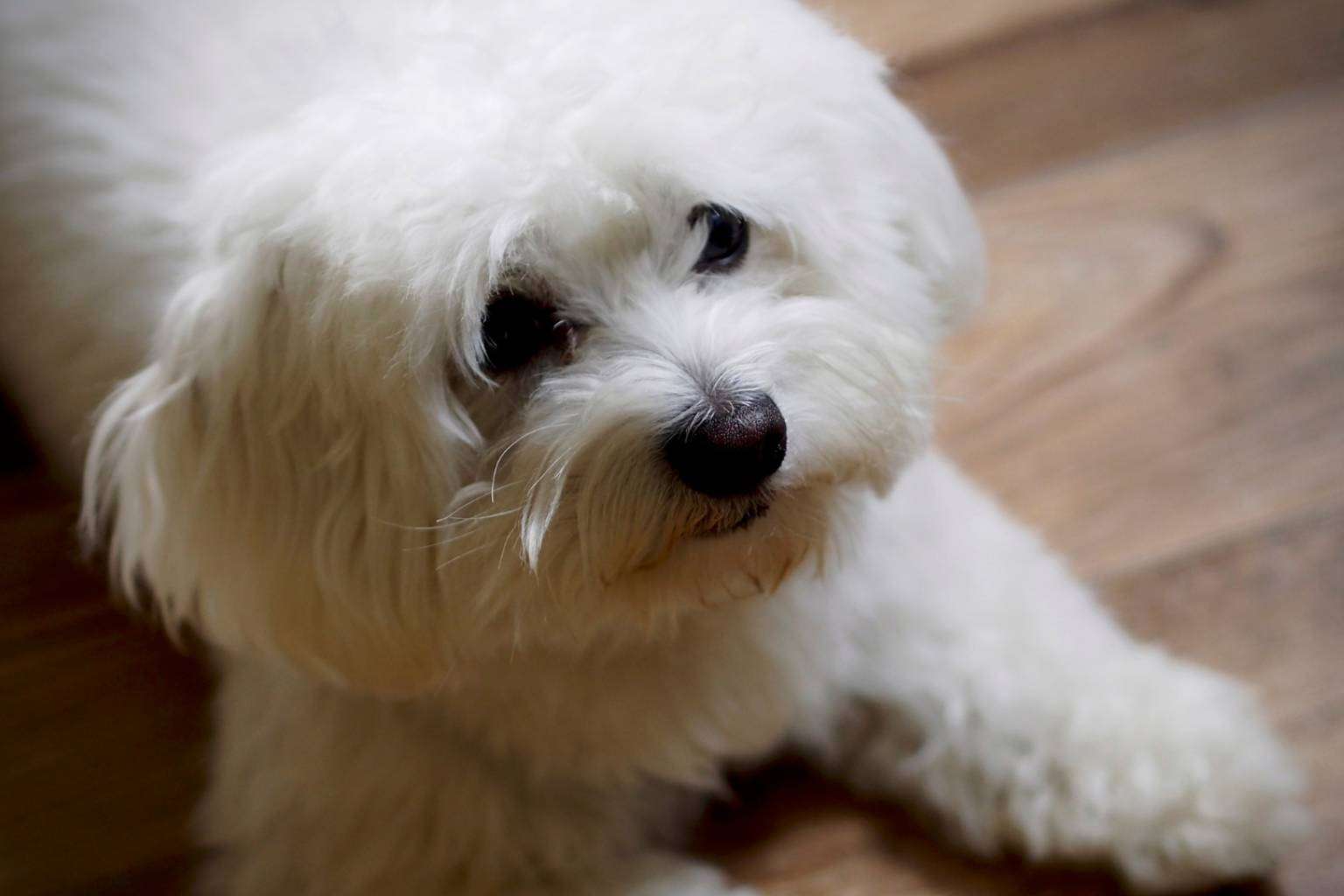 Maltés Lovers, el proyecto especializado en encontrar criadores caninos fiables de perros de raza pequeña