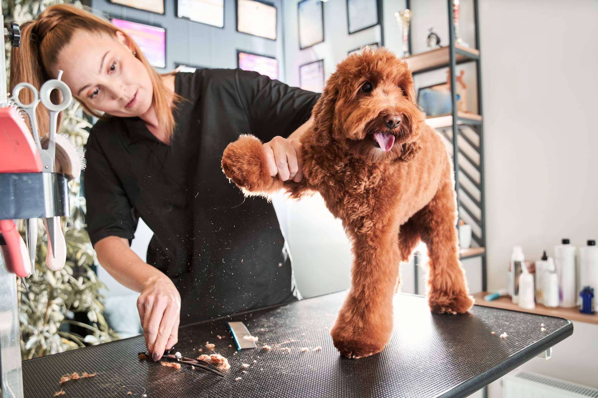 Perrukings sobre la importancia de los cuidados estéticos para las mascotas