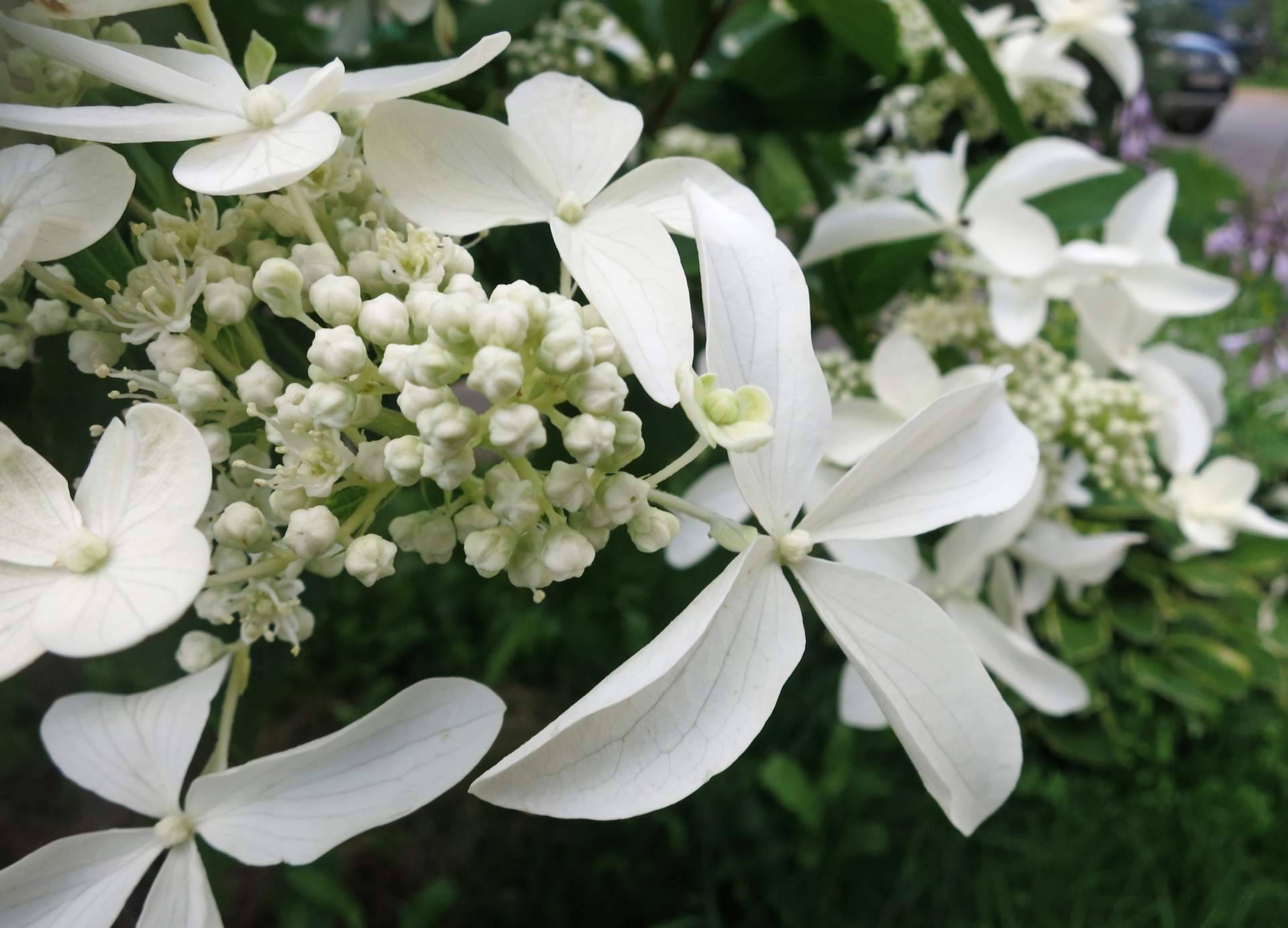 La paniculata blanca está disponible en Rosistirem