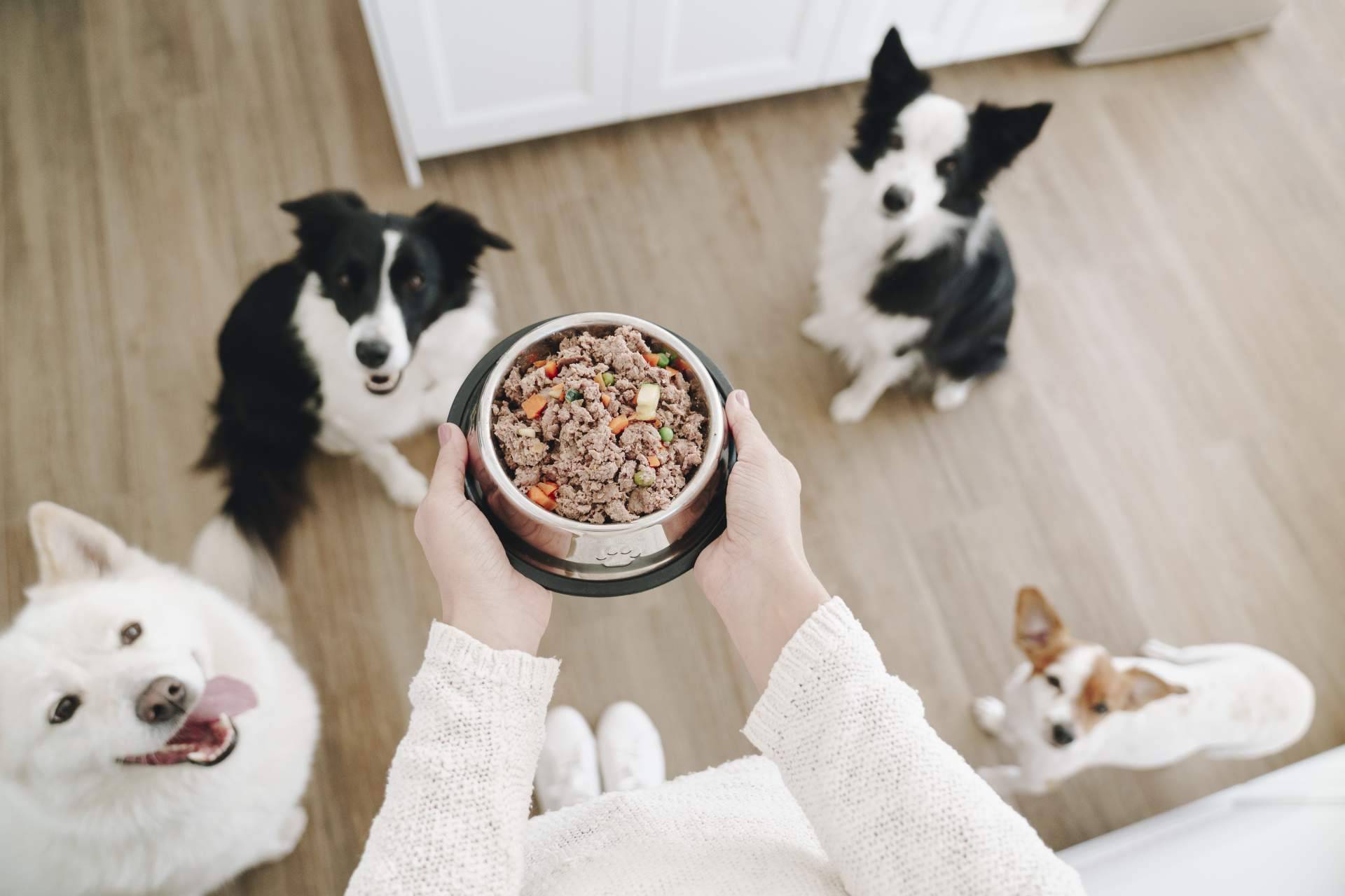 Las ventajas e inconvenientes de los distintos tipos de comida para perros, por Dogfy Diet
