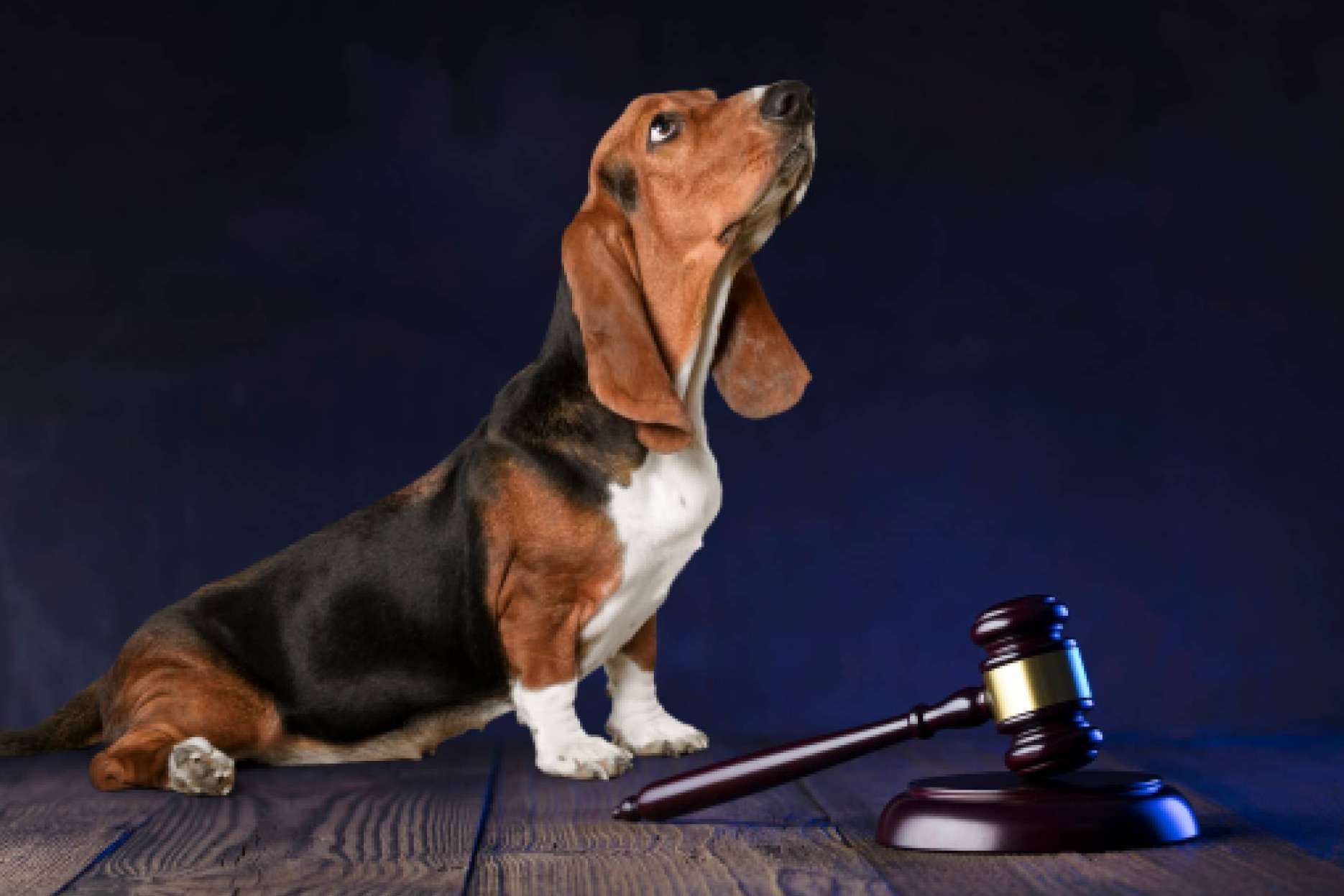 ¿Qué hay que saber sobre la nueva Ley Estatal de Protección Animal y la modificación del Código Penal?
