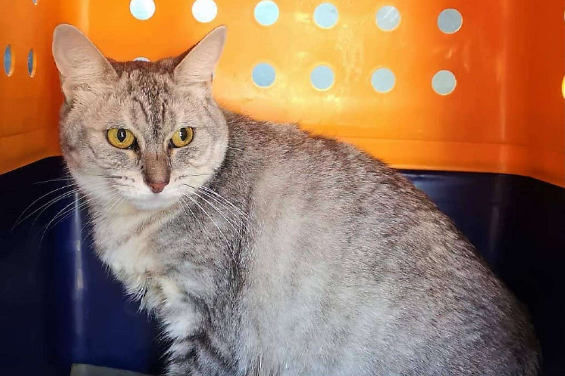 ¿Cómo se transportan las mascotas en los aviones?, por BaggagePets