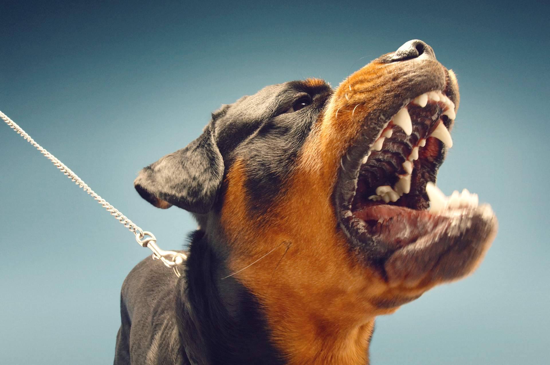 Centro Médico Bravo realiza el reconocimiento médico/psicotécnico para la obtención de la licencia de tenencia de animales peligrosos
