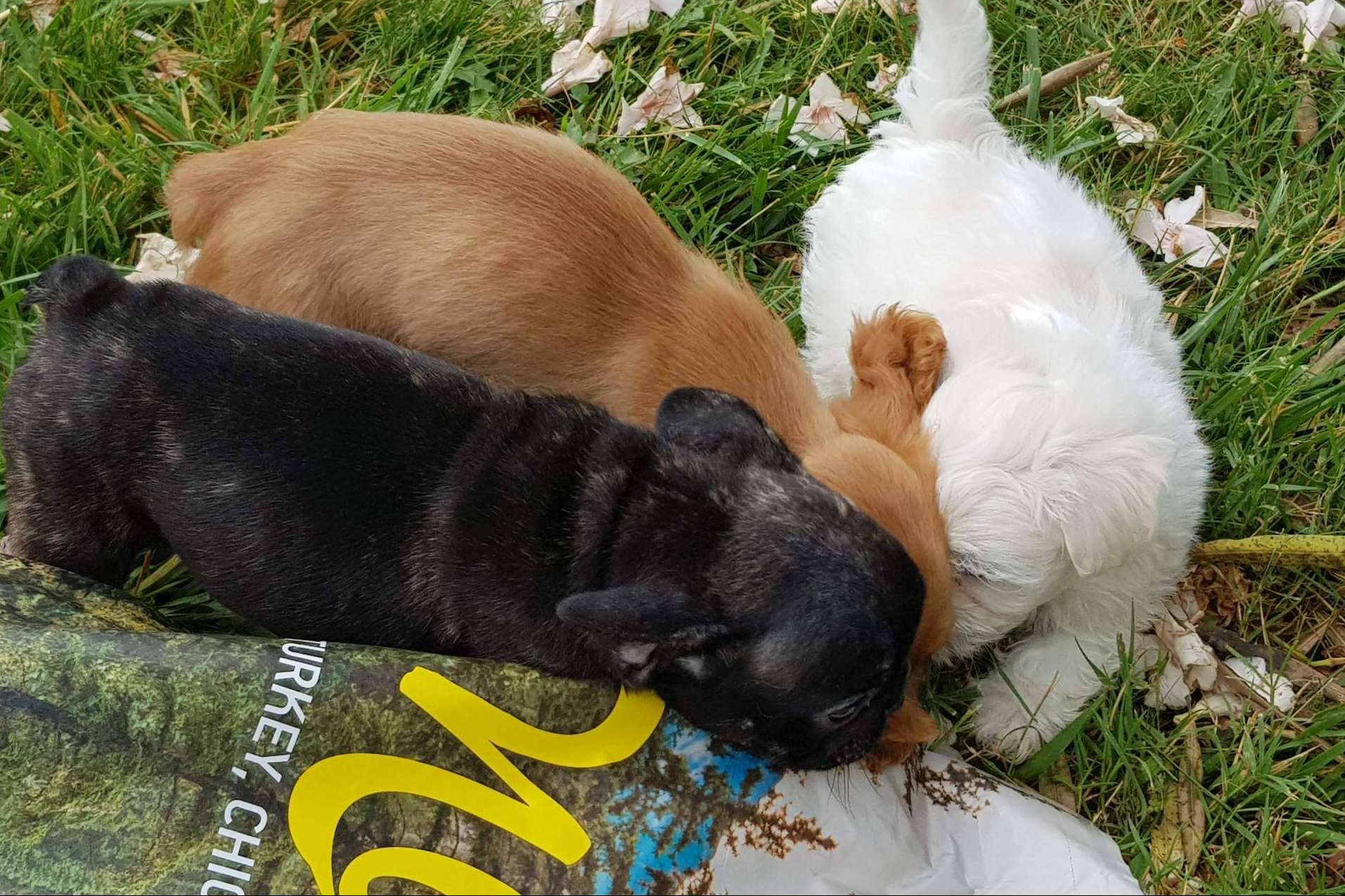 Pienso para perros sin cereales, con la gama Nature de Satisfaction