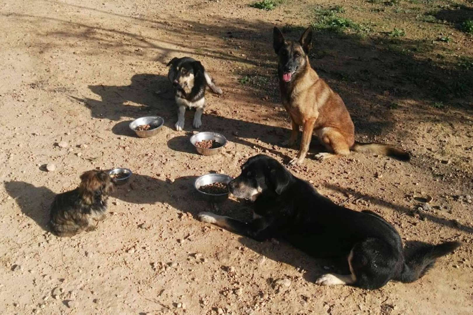 Cuidar la alimentación para los perros, ¿por qué es importante?