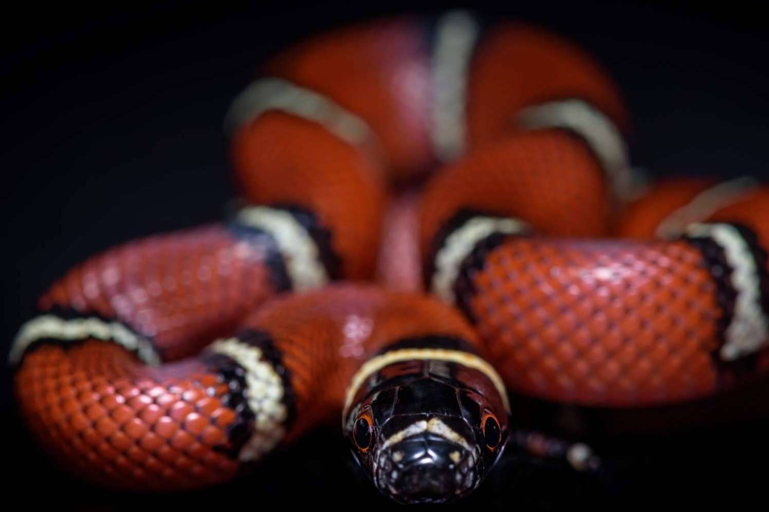 SnakeRoom, el Centro Divulgativo que permite experimentar la interacción con reptiles como serpientes