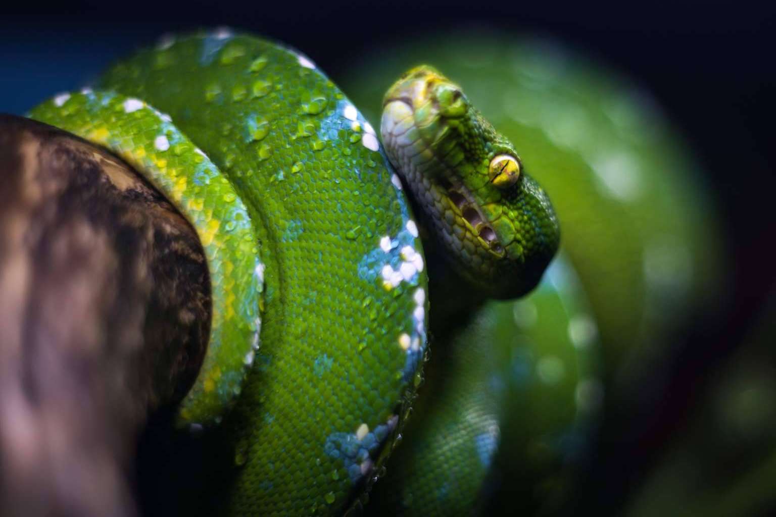 SnakeRoom, el centro de cría autorizado donde encontrar serpientes como mascota