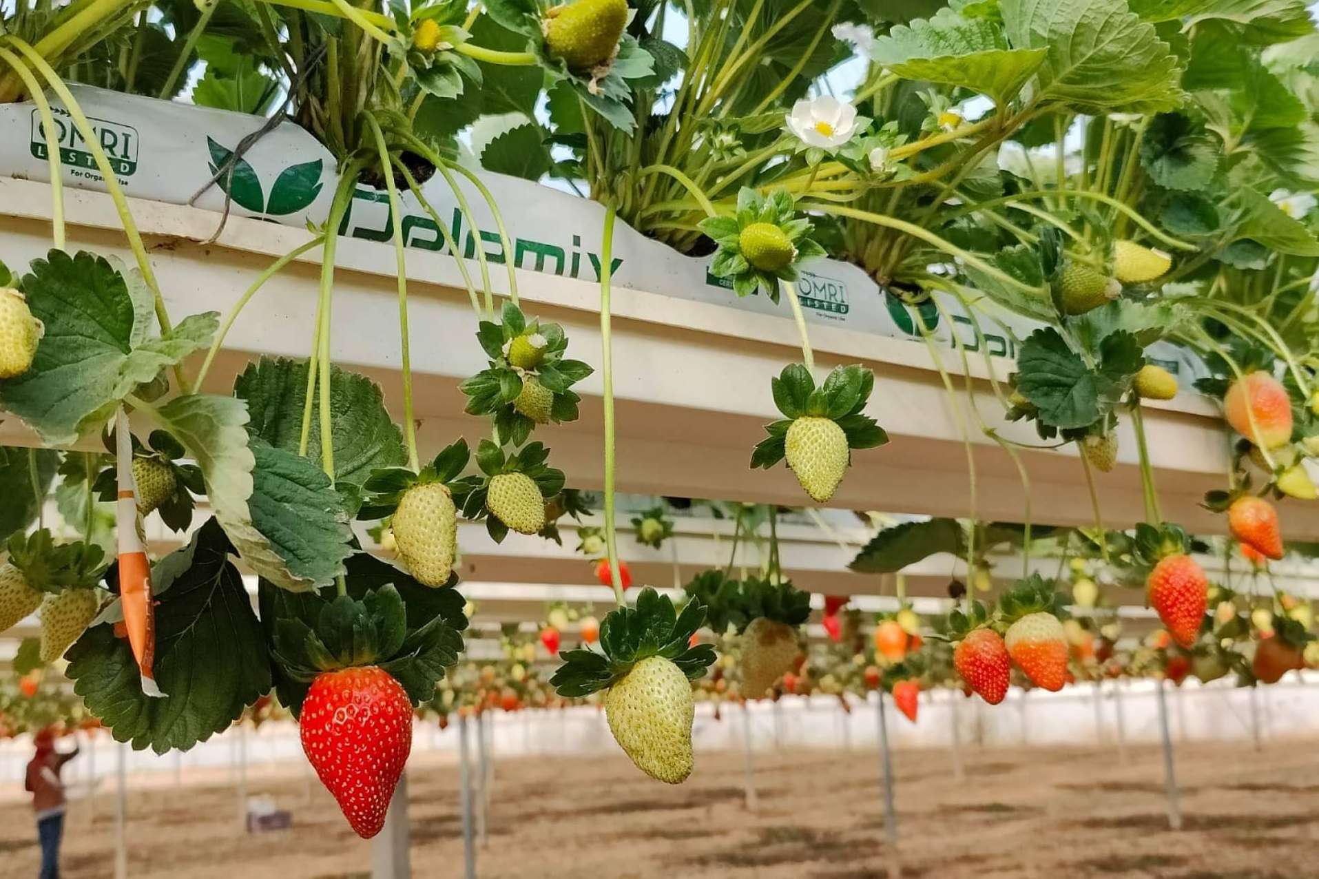 La especialidad de Pelemix, fibra de coco para cultivos