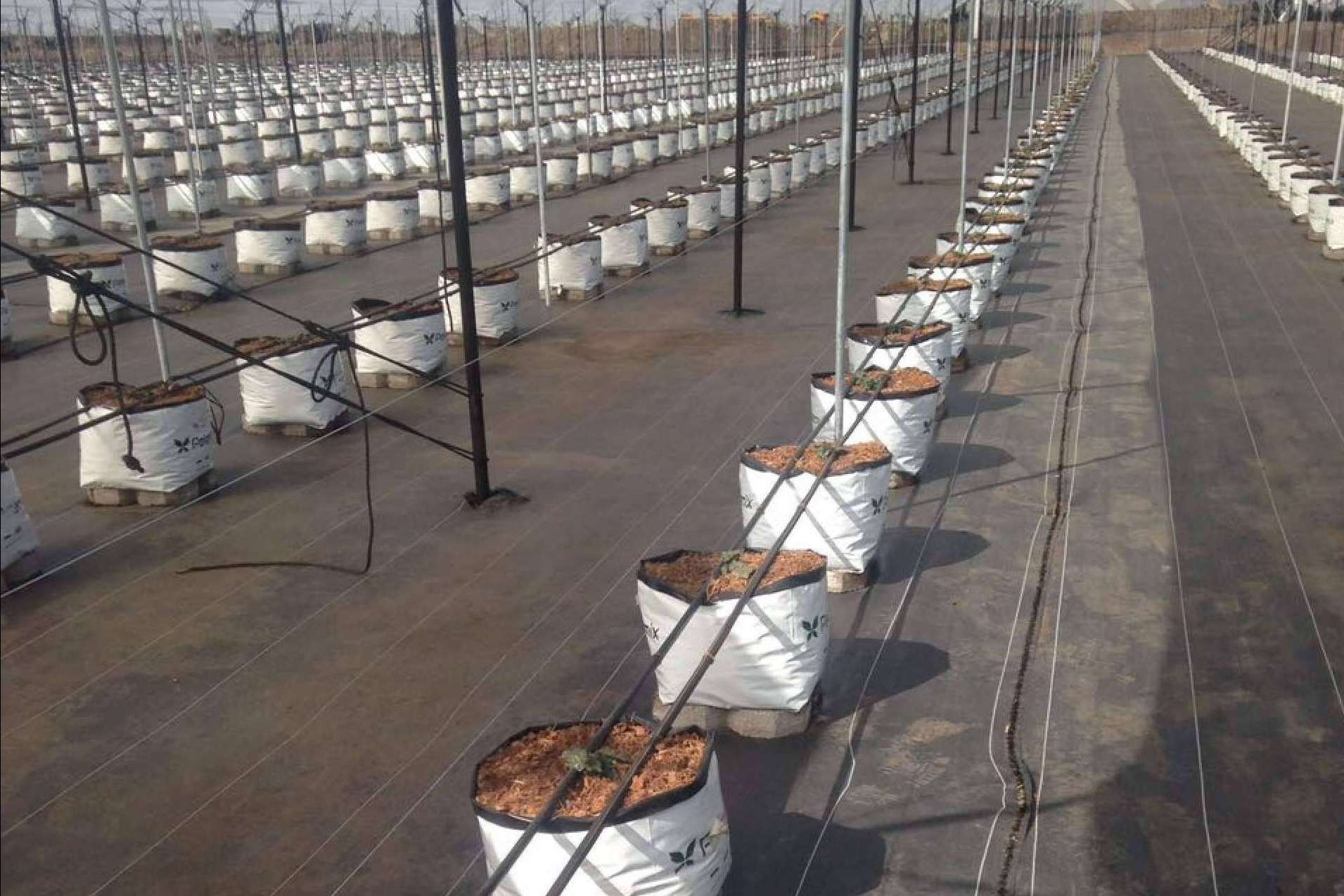 Todas las ventajas de los sustratos de cultivo para blueberrys, por Pelemix