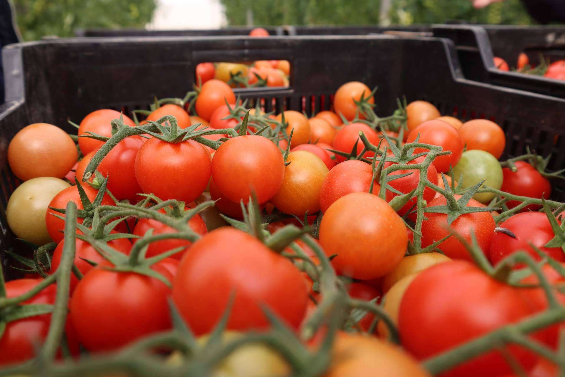 Innovación con las bombas dosificadoras para un fertirriego más productivo, sostenible y eficiente