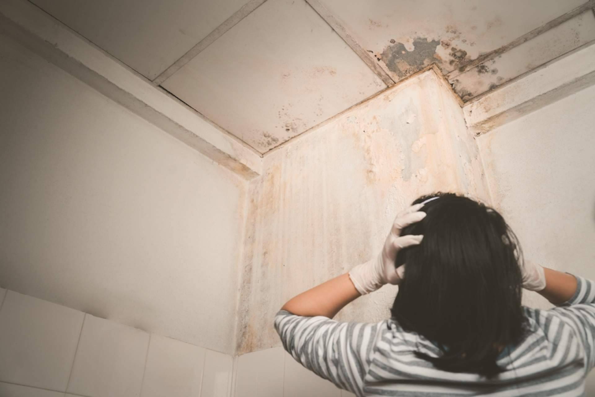 Las soluciones a las humedades en casa que ofrece la firma Humydry