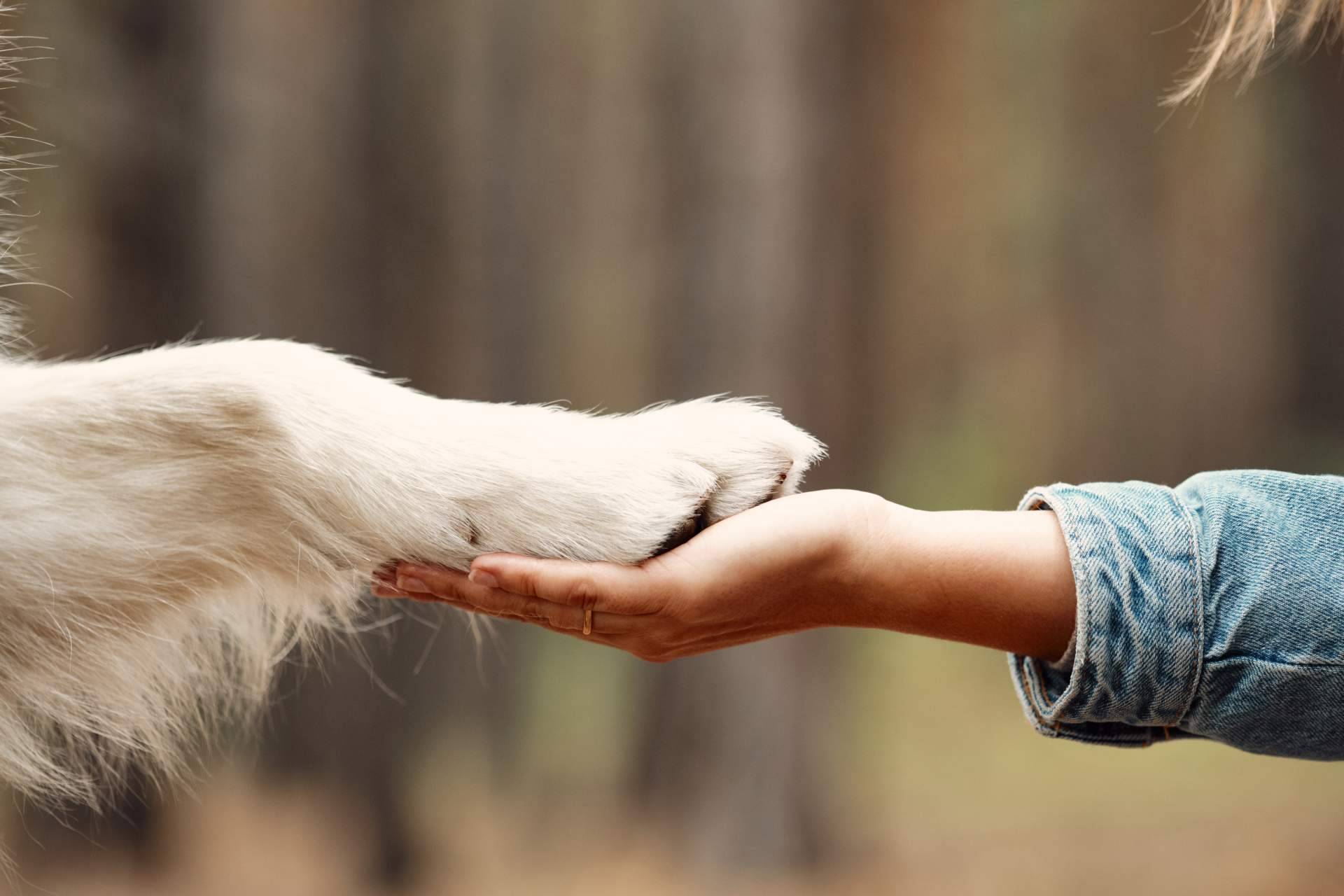 Avenir la relación con el perro de la familia