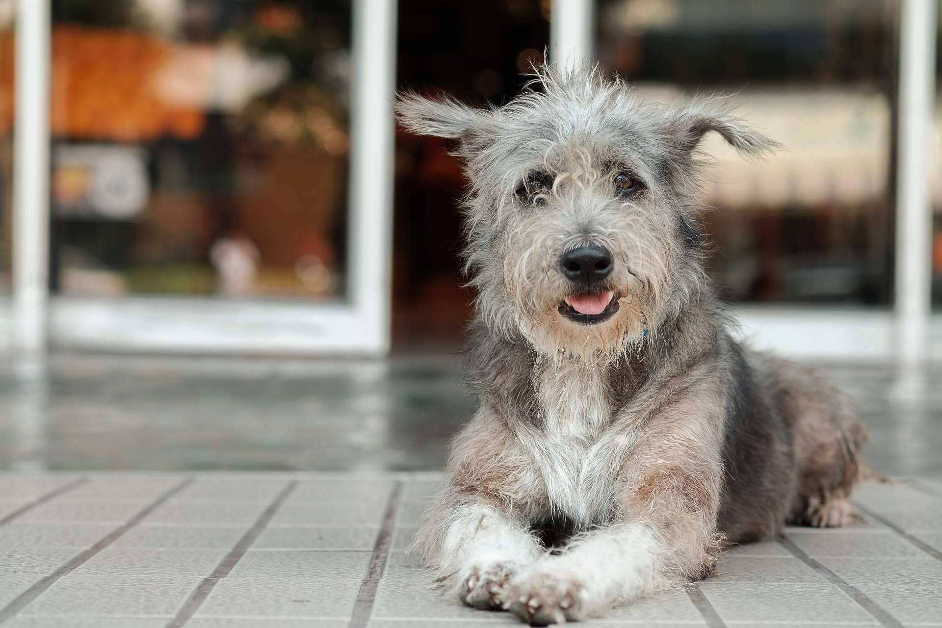 Una alimentación saludable y nutritiva para perros con sensibilidad alimentaria; El increíble pienso hipoalergénico de salmón de ADOPTA