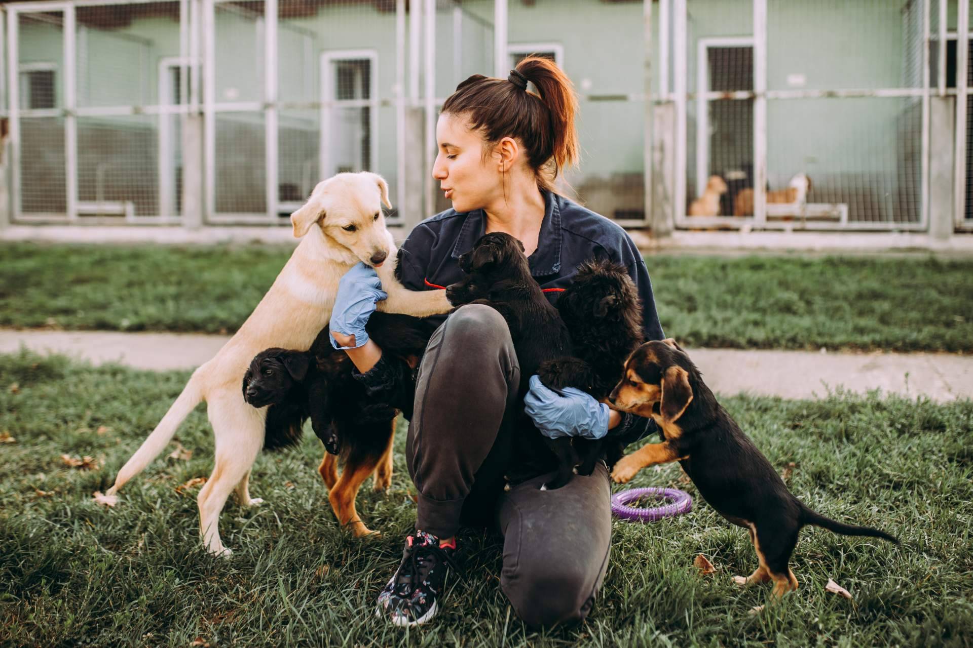 El buscador de perros y gatos en adopción de ADOPTA. ¡La clave para encontrar el compañero peludo perfecto!