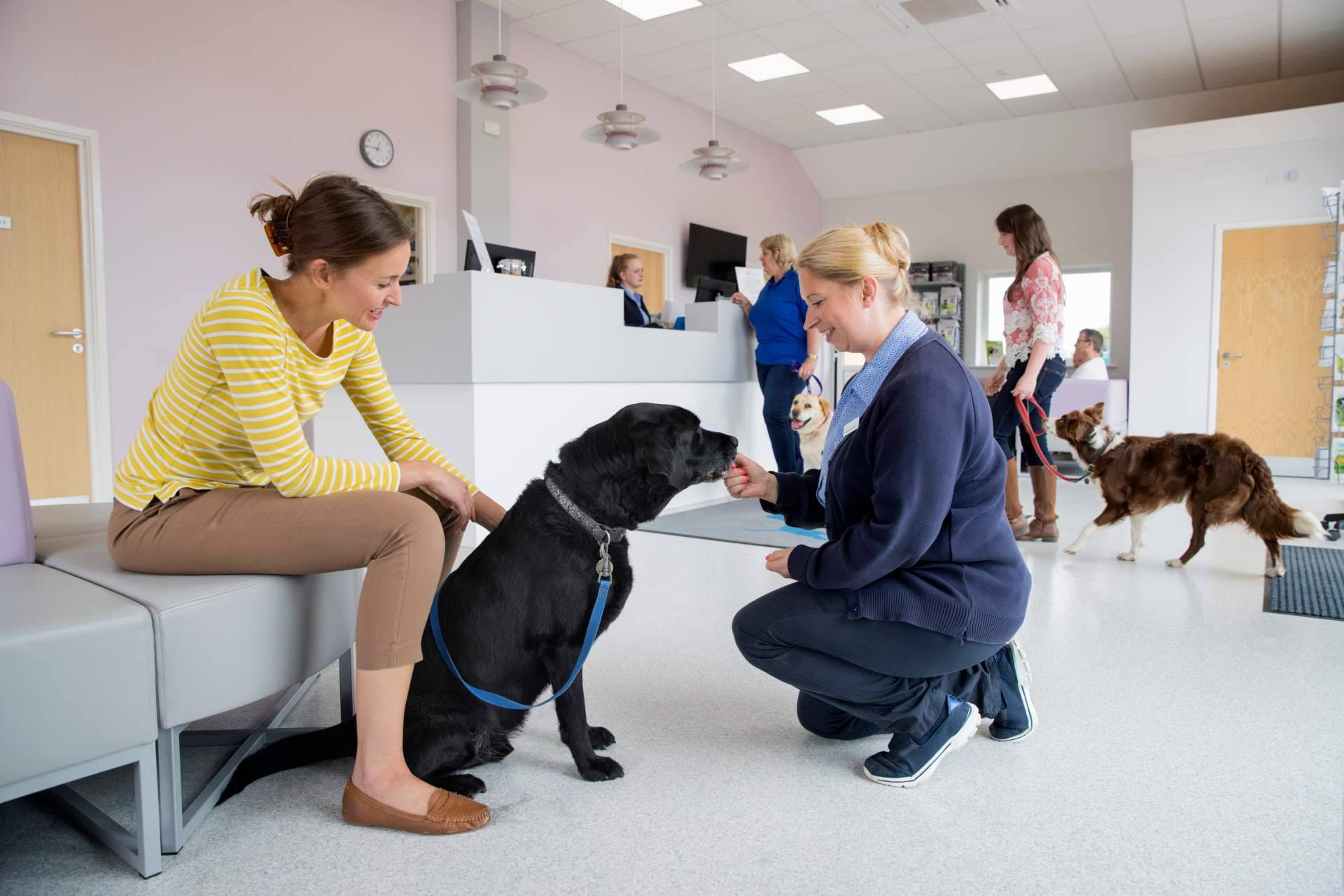 Cómo es la plataforma gratuita para protectoras y asociaciones de animales que está cambiando la vida de los animales abandonados
