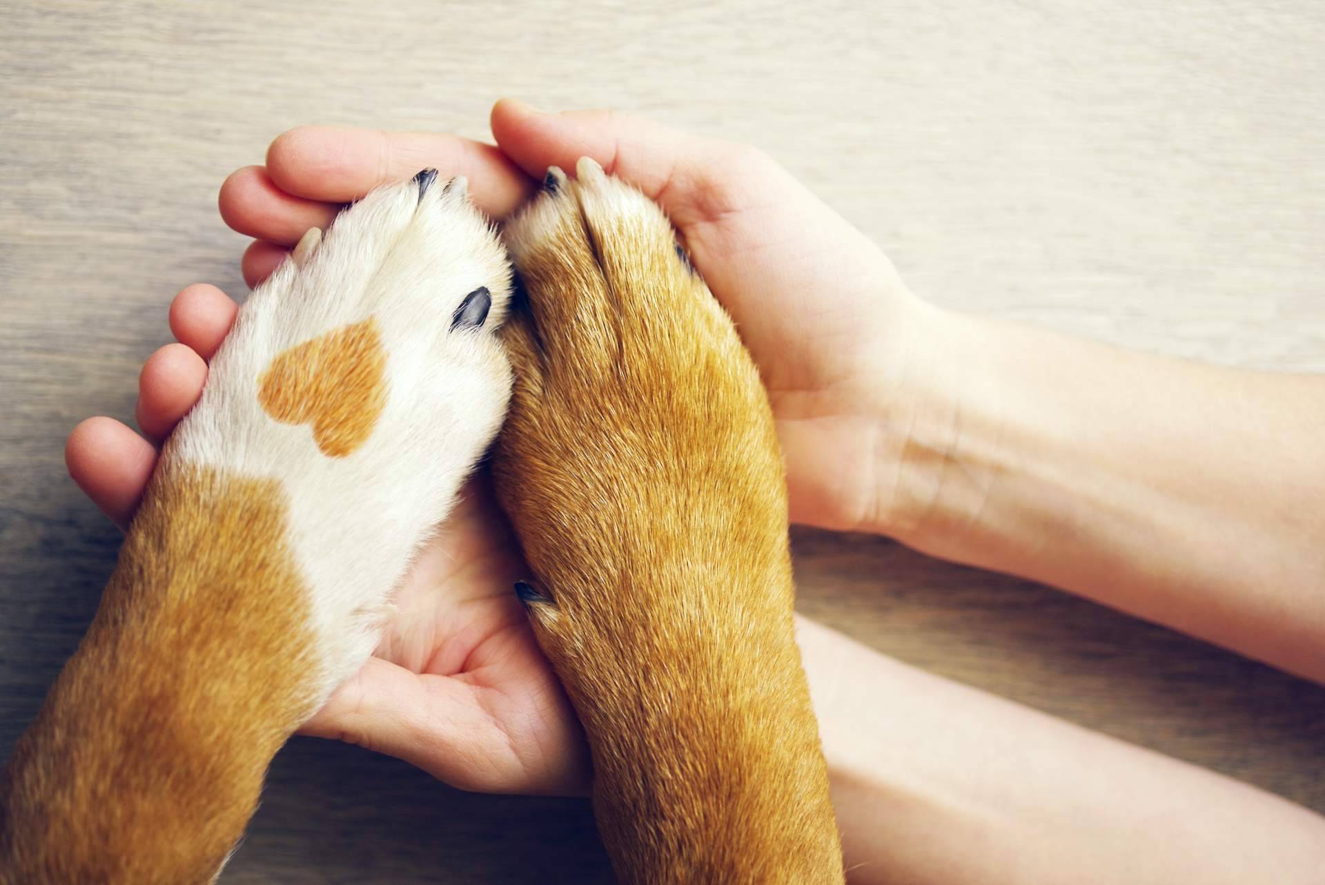La app ClickGuau ofrece una amplia selección de vídeos virales de mascotas