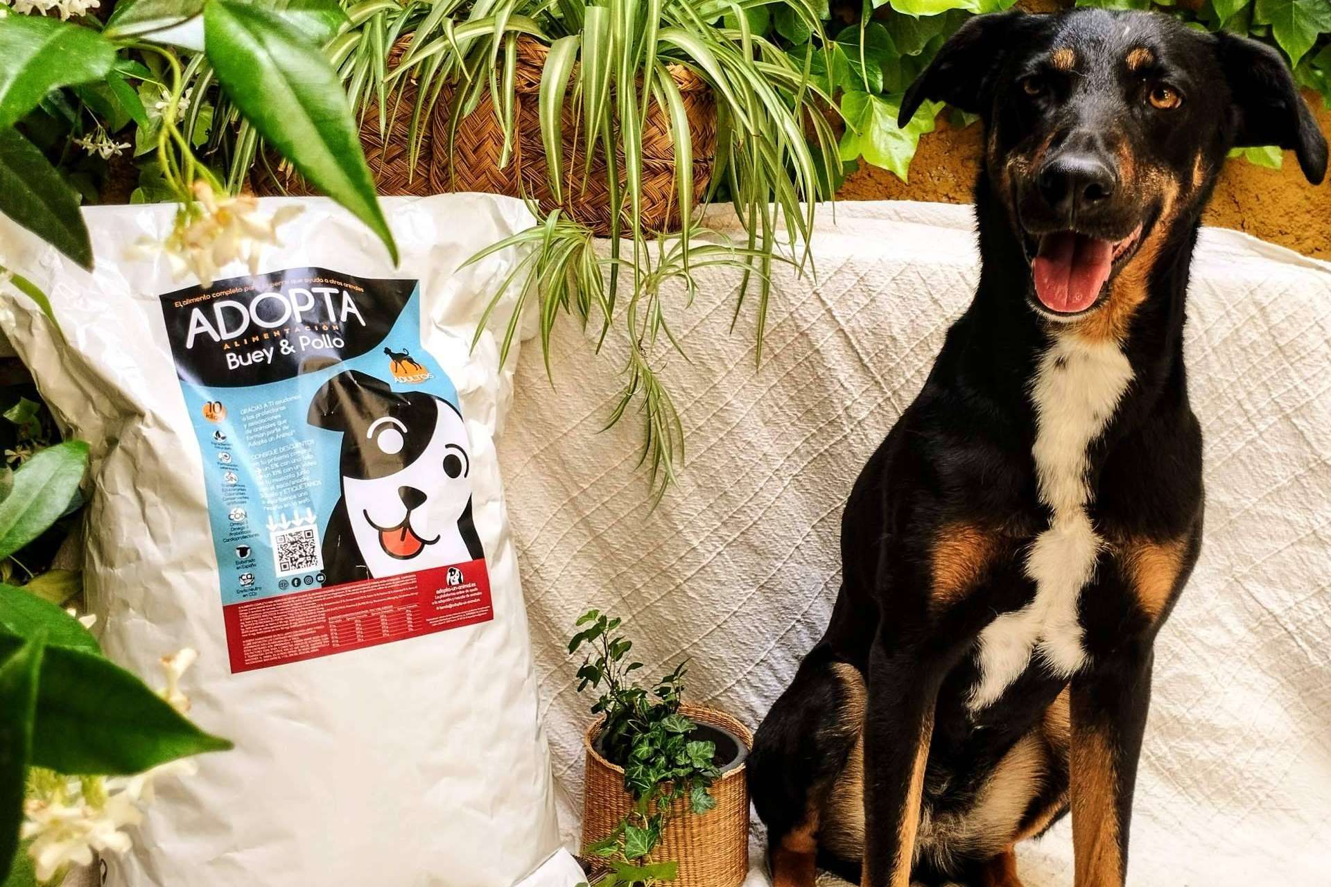 Ayudar a protectoras de animales con cada compra de uno de los mejores pienso de mantenimiento para perros adultos de buey y pollo