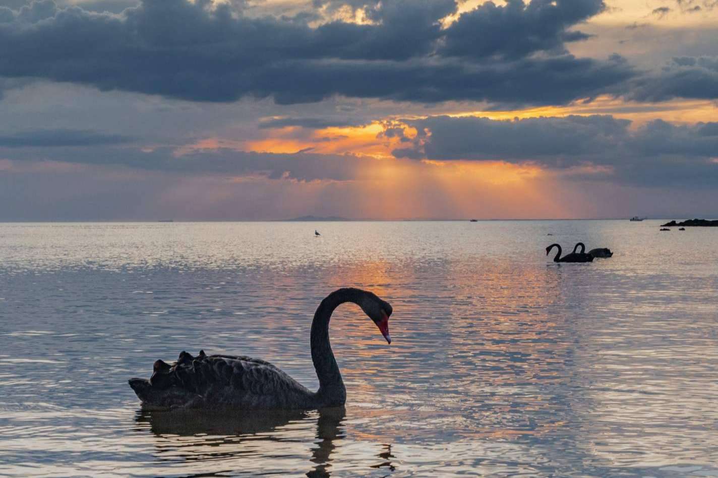 Los 'cisnes negros'. ¿Qué son y cómo pueden afectar a las inversiones?