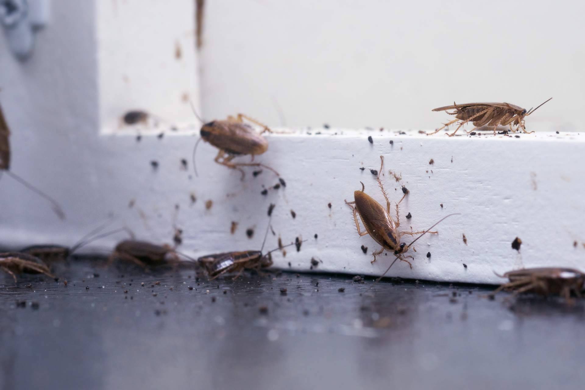 ¿Cómo fumigar cucarachas?, por Pineda Servicios Integrados