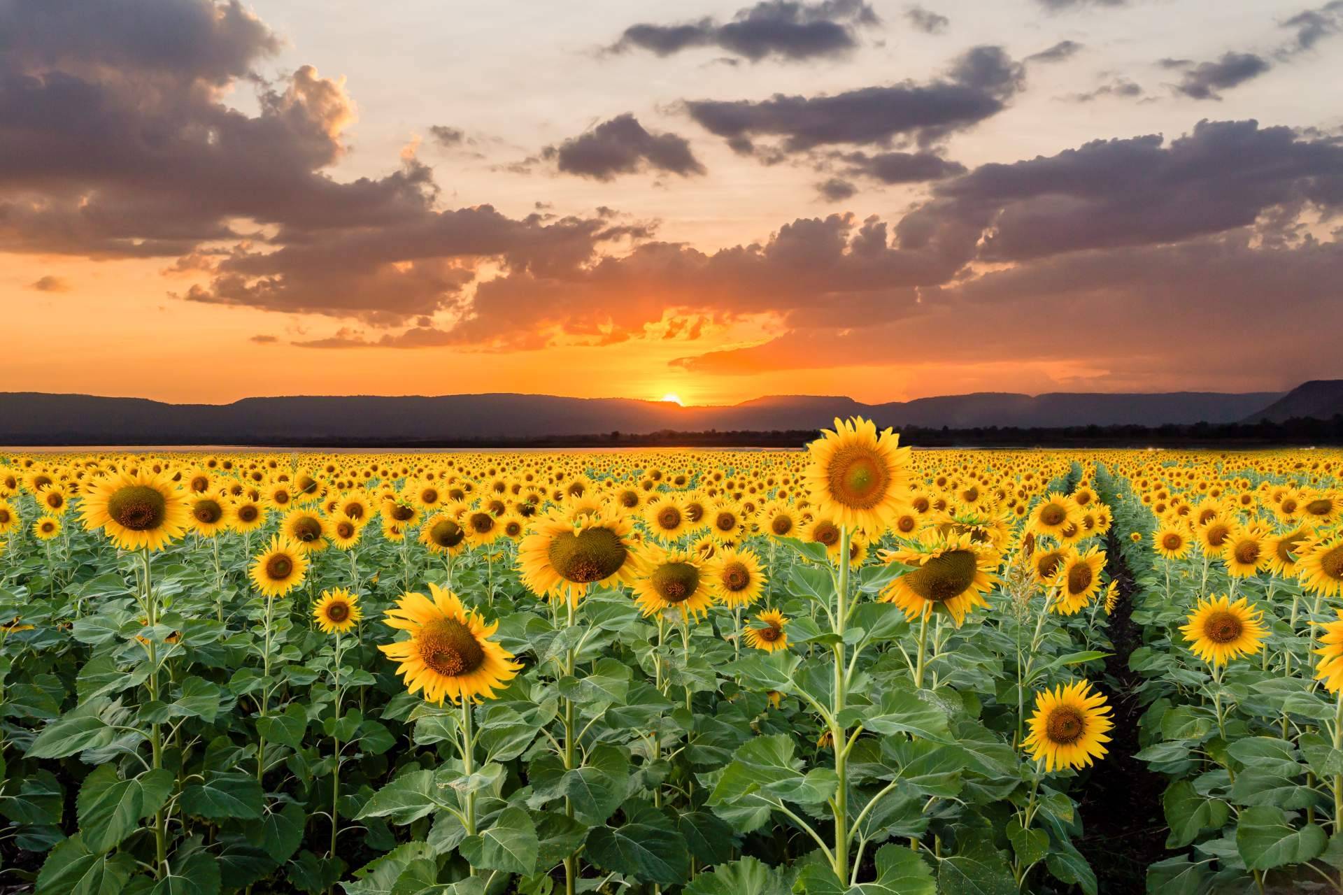 La llegada de la temporada de girasoles a Rosistirem