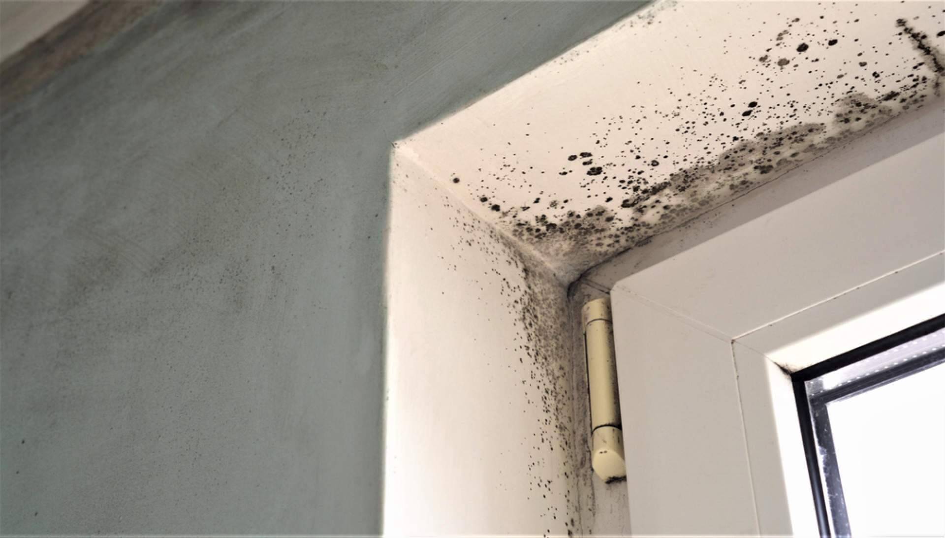 Preactiva, servicios de limpieza de humedad en la pared